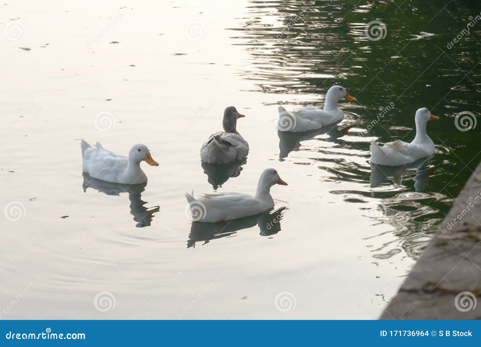 flocks of geese are called flocks of geese are called