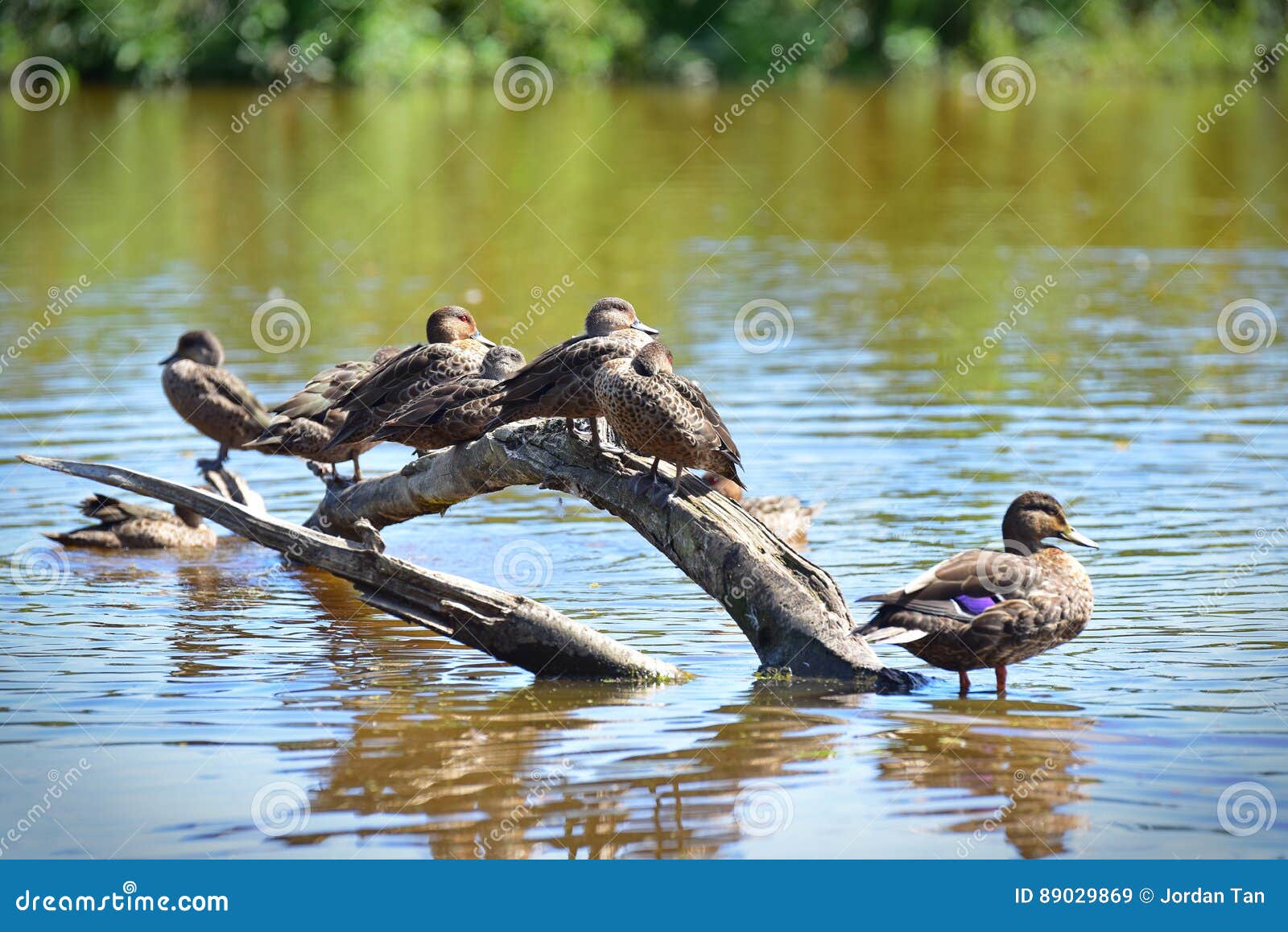 flock of ducks in travis wetland nature heritage park in new zealand