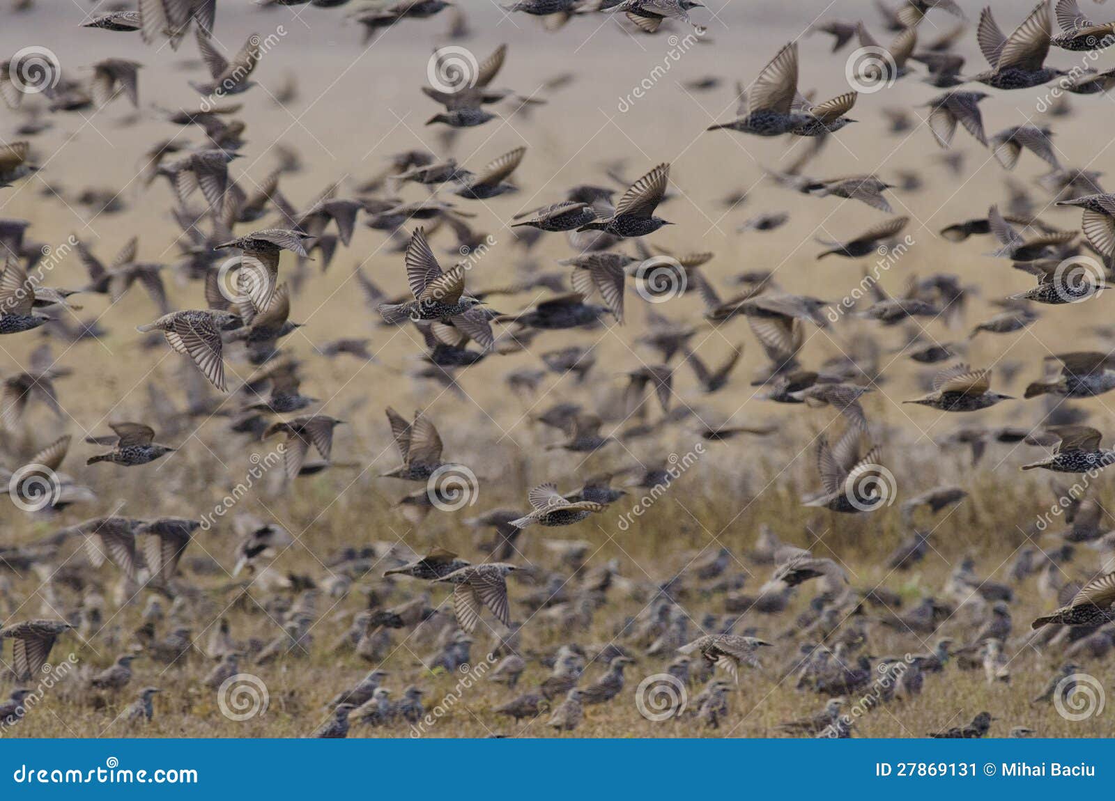 flock of european starlings