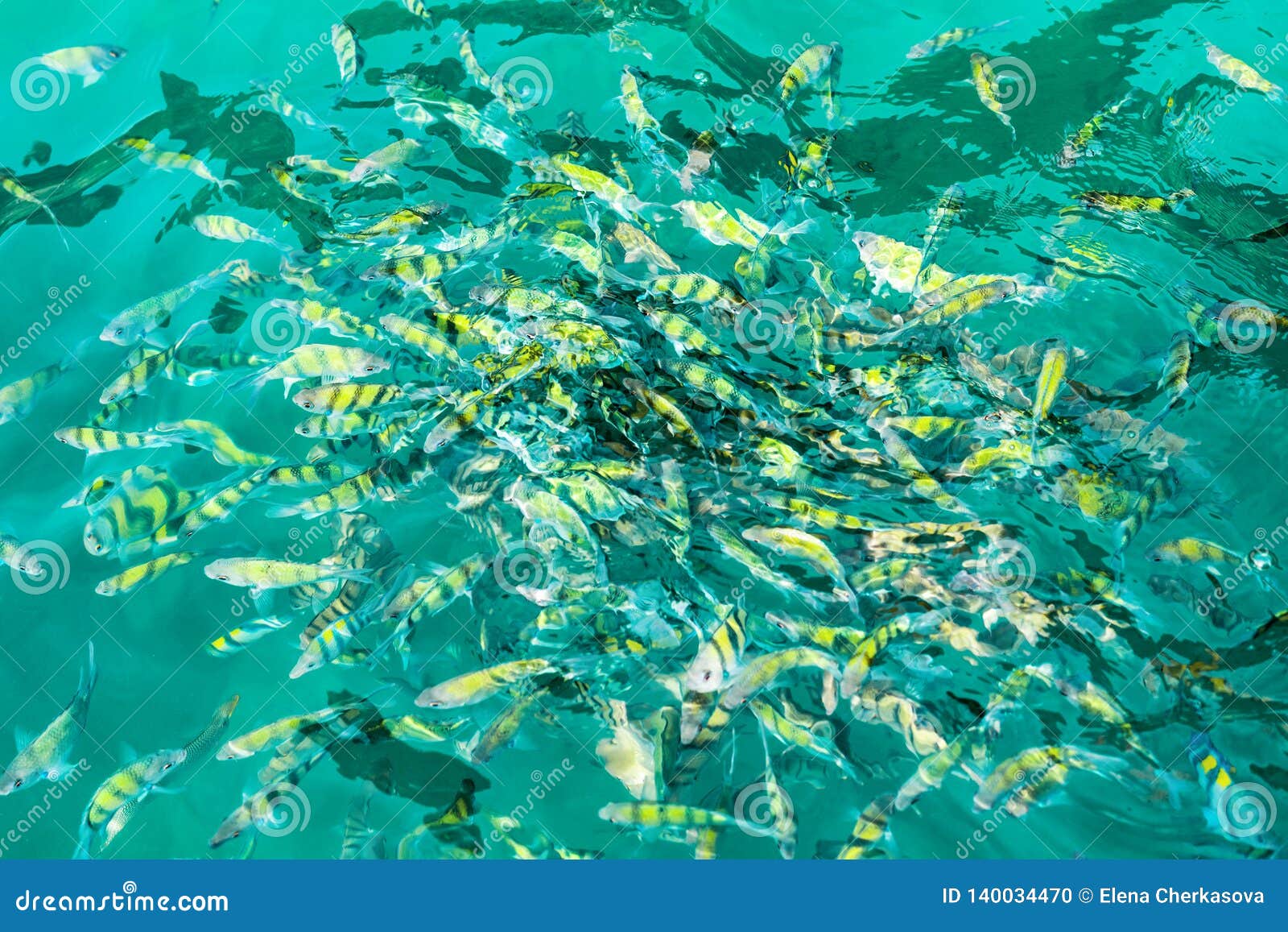 Beautiful Aquarium Crystal Water Small Fish Stock Photo 1172520121