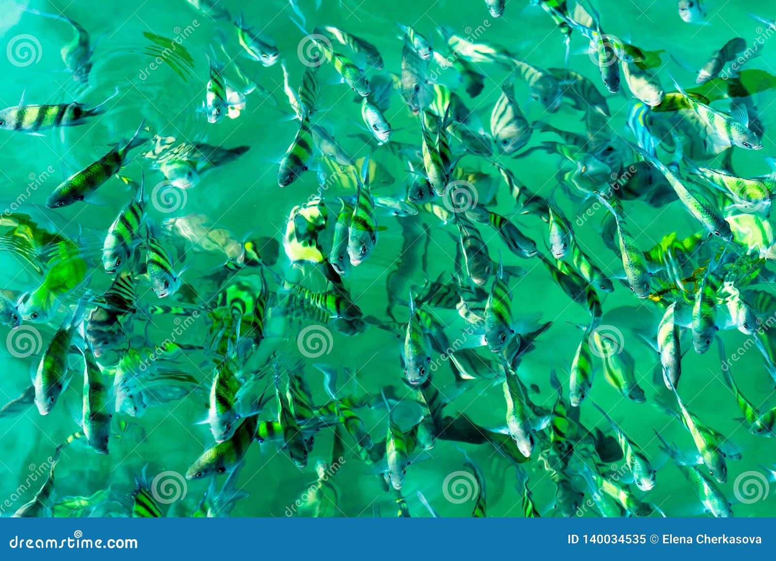 Beautiful Aquarium Crystal Water Small Fish Stock Photo 1172520121