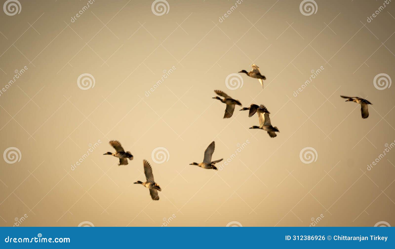 a flock is a gathering of individual birds to forage or travel collectively