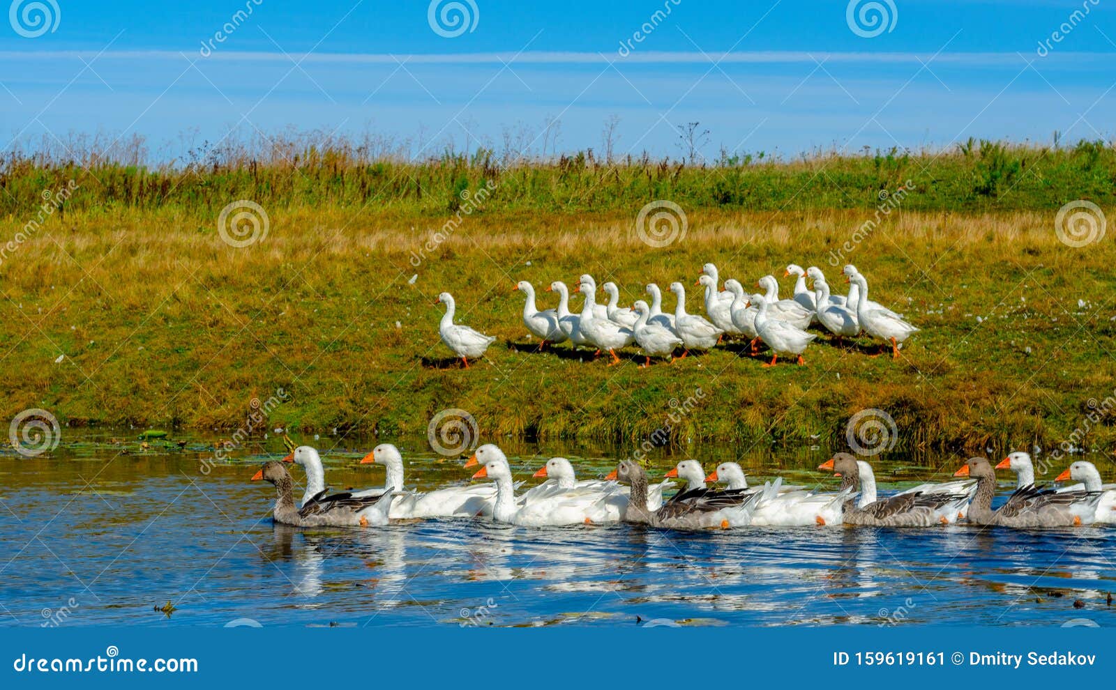 Flock of Geese Floating on the Water of the River. Stock Image Image