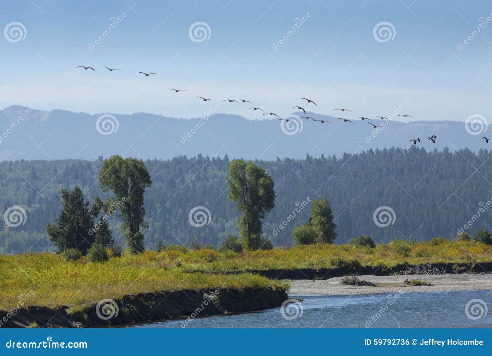 flock of geese flying over buffalo fork river, moran, wyoming.