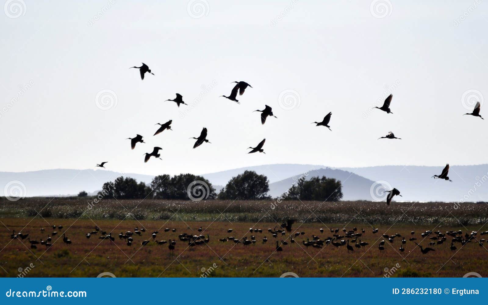 flock of glossy ibis birds in the kavak delta, gelibolu, tÃ¼rkiye