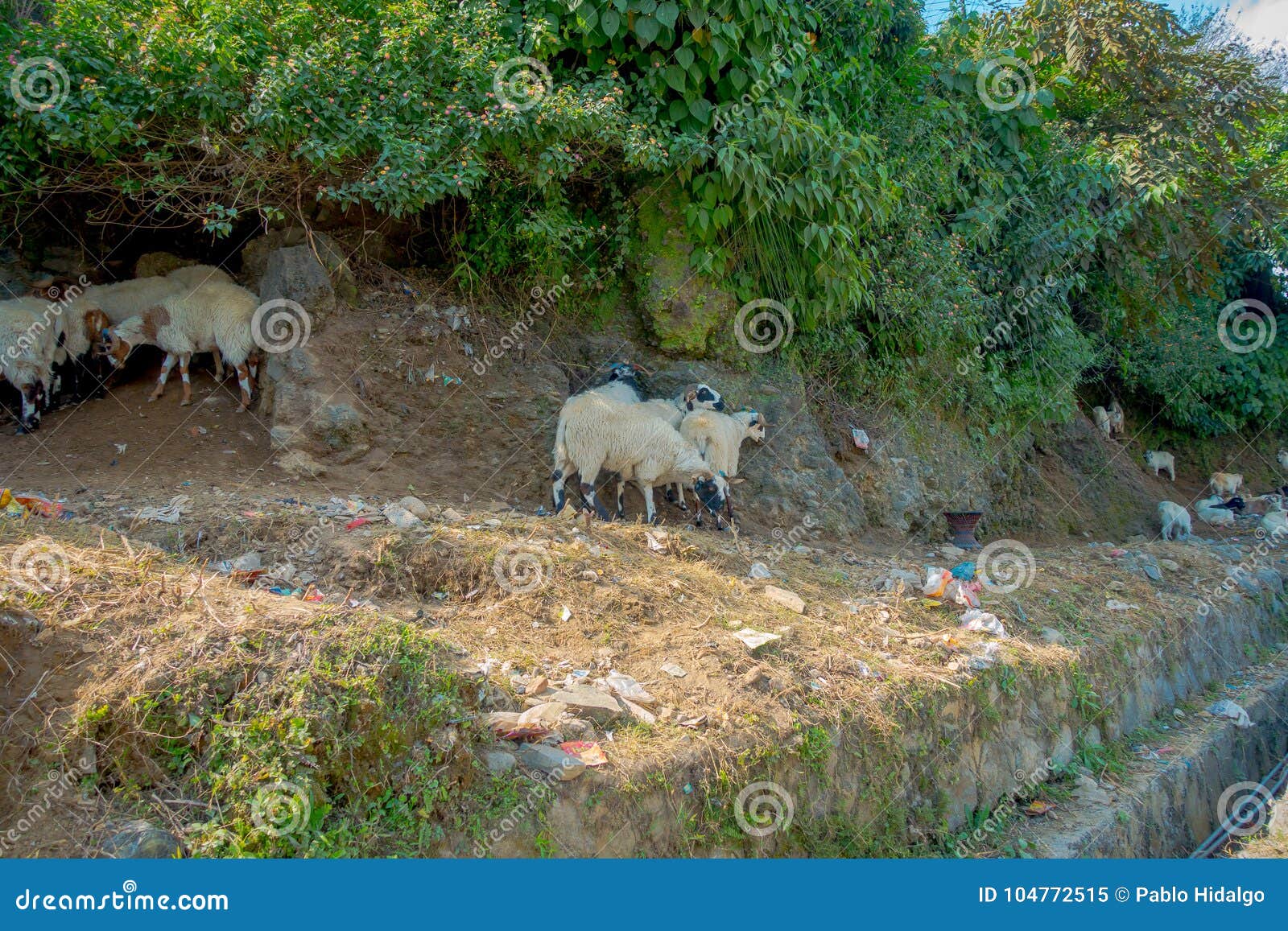 Flock Of Goats Going Along The Street Of Small Town Muktinath In Nepal