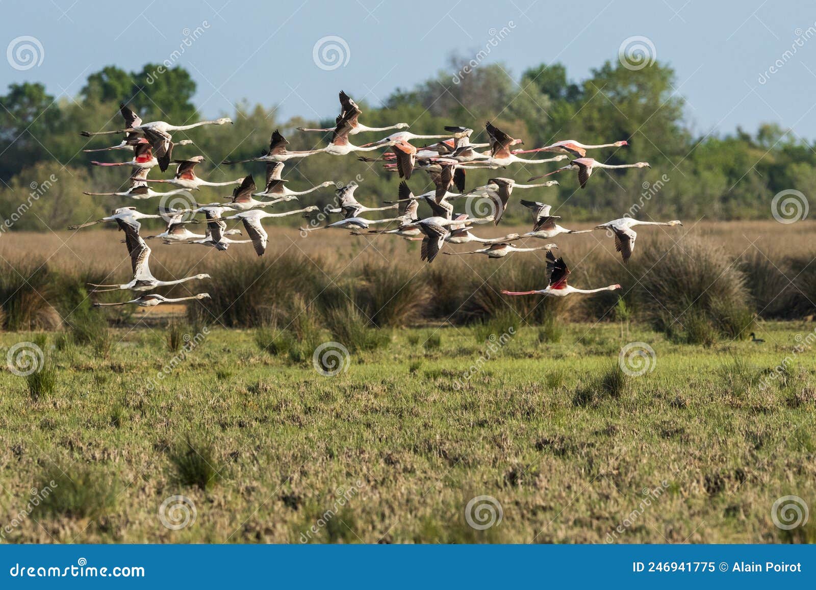 a flock of greater flamingos in flight