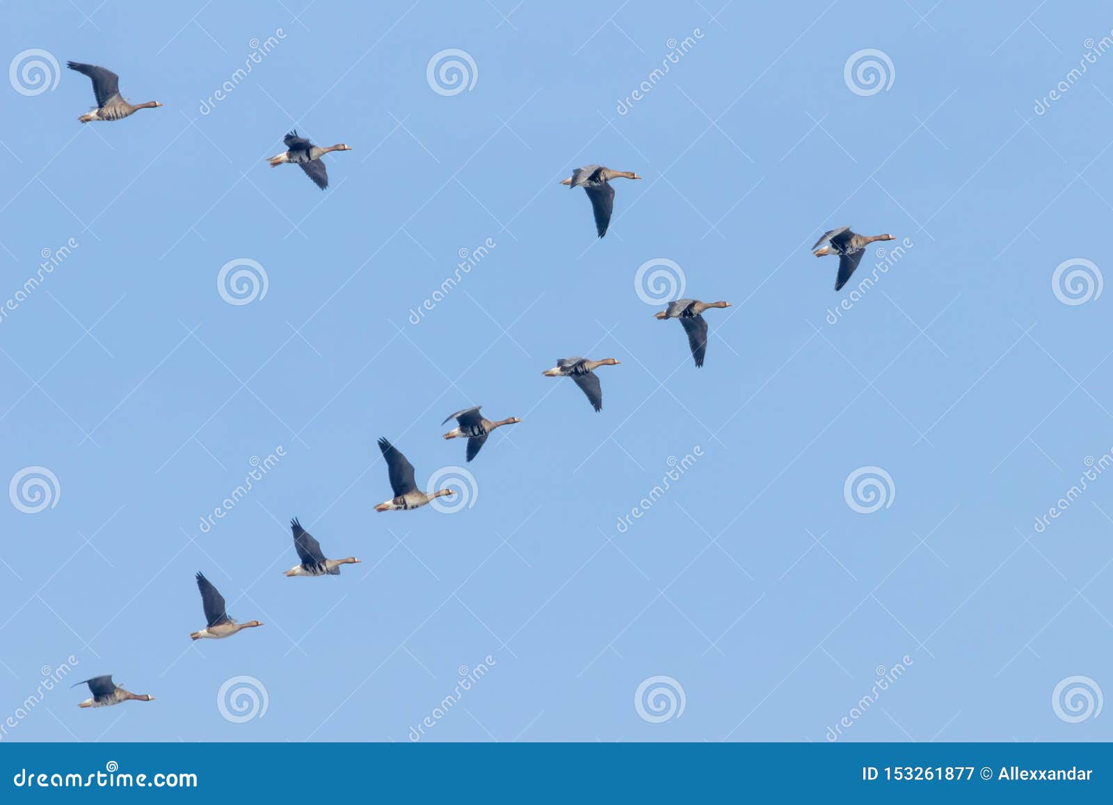 Flock Of Greater White Fronted Geese Flying In V Formation, Blue Sky ...