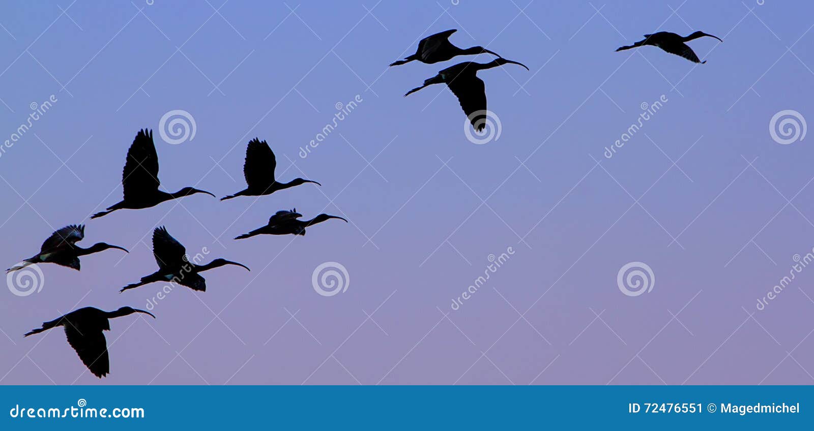 flock of ibises