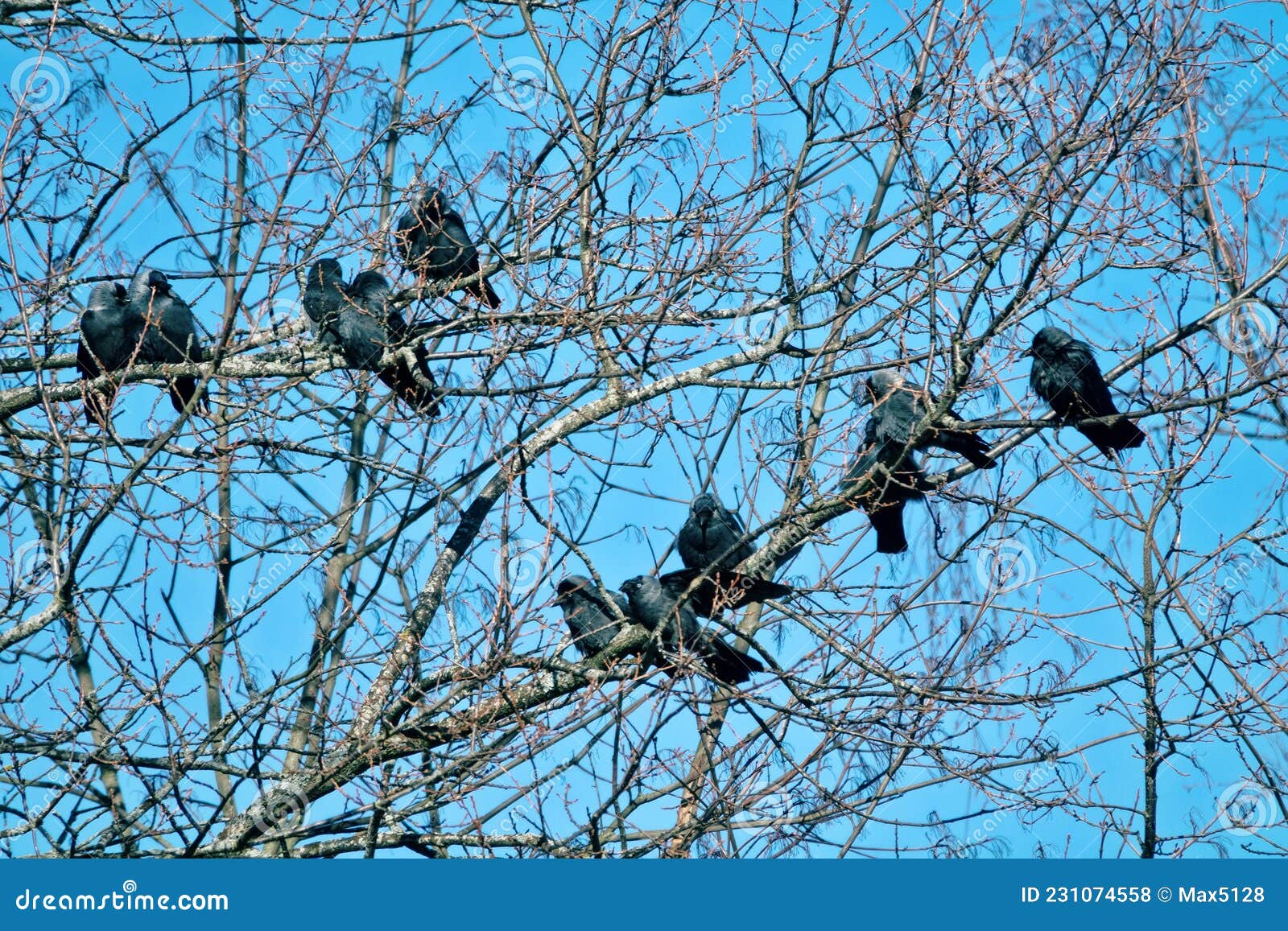 A flock of jackdaws stock photo. Image of family, crows 231074558