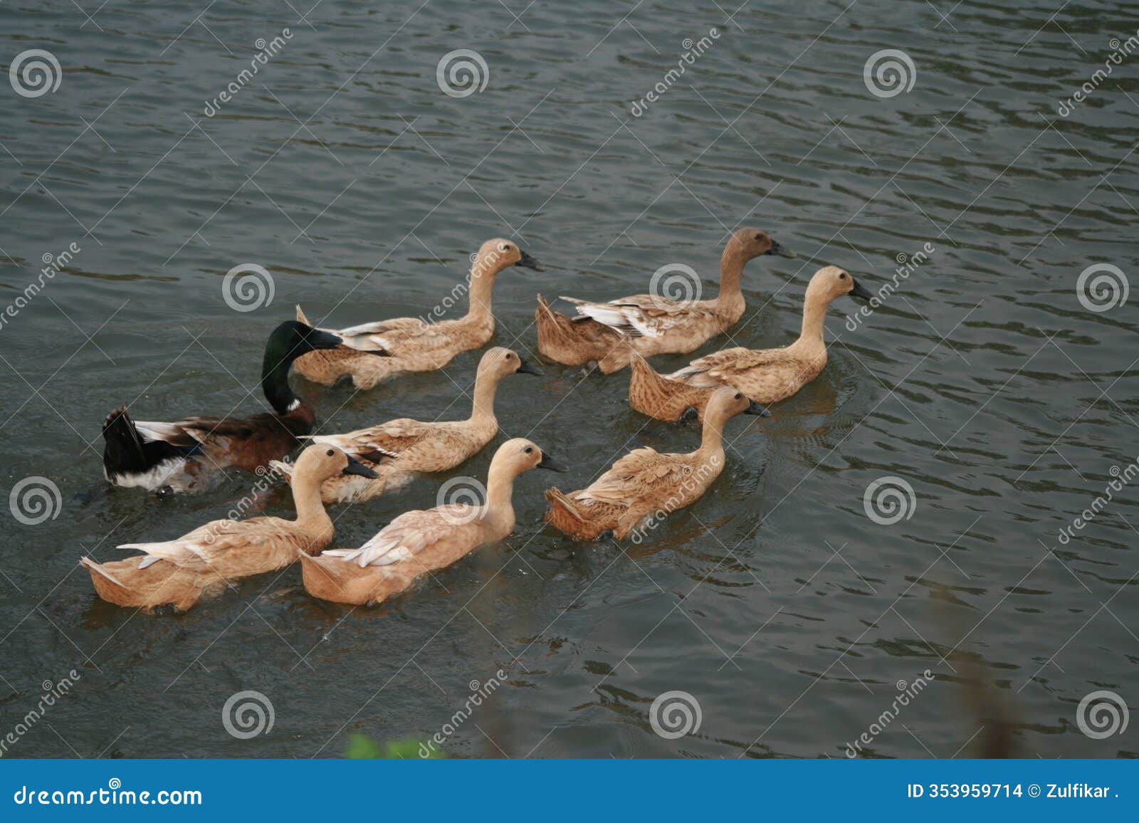 a flock of java ducks swimming in the lake