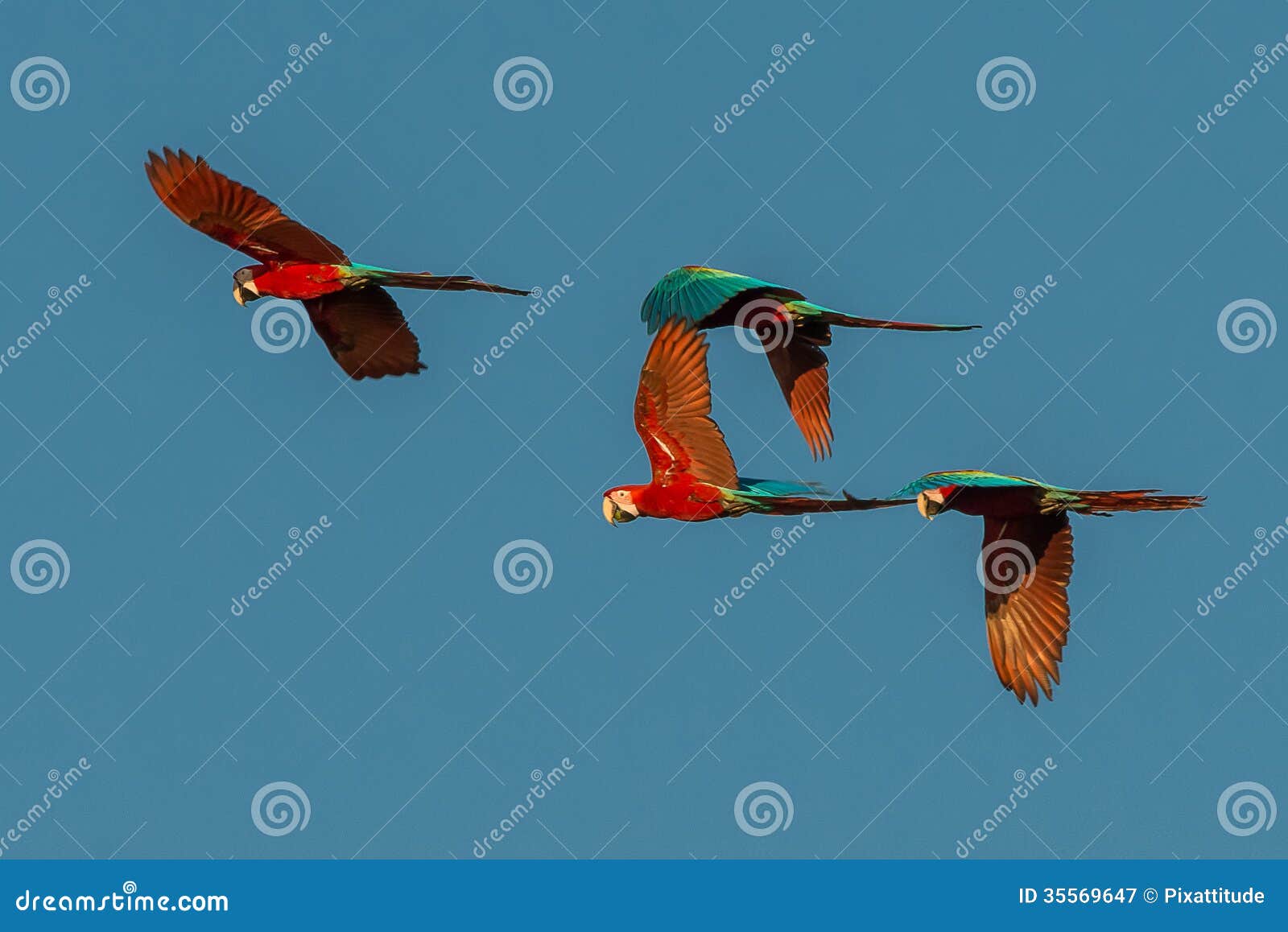flock of macaws flying in the peruvian amazon jungle at madre de