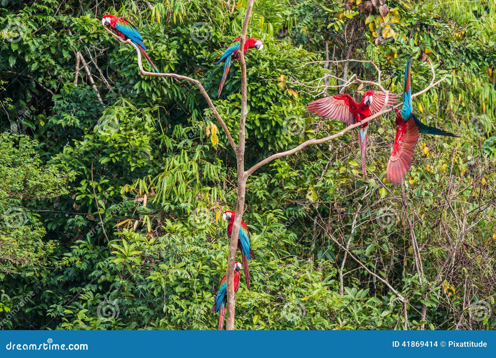 flock of macaws standing in a three in the peruvian amazon jungle at madre de dios peru