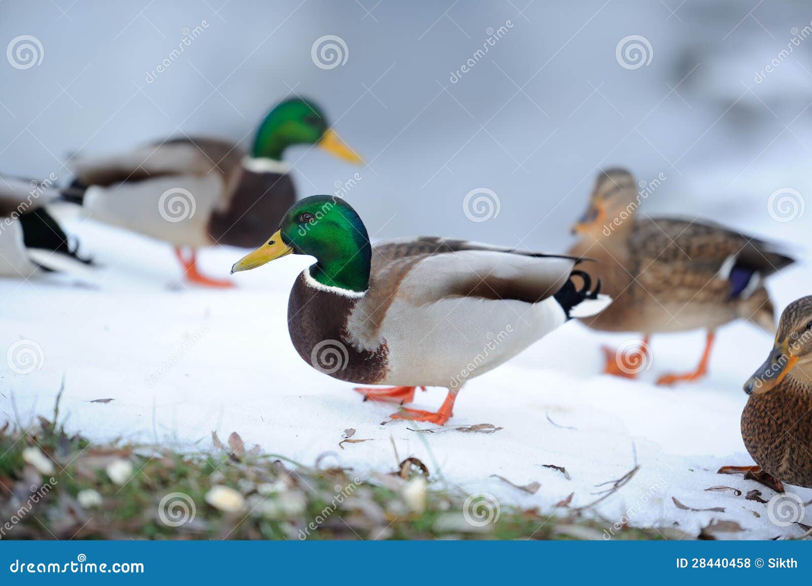 Flock of Mallard Ducks in Winter Stock Photo - Image of animal, male