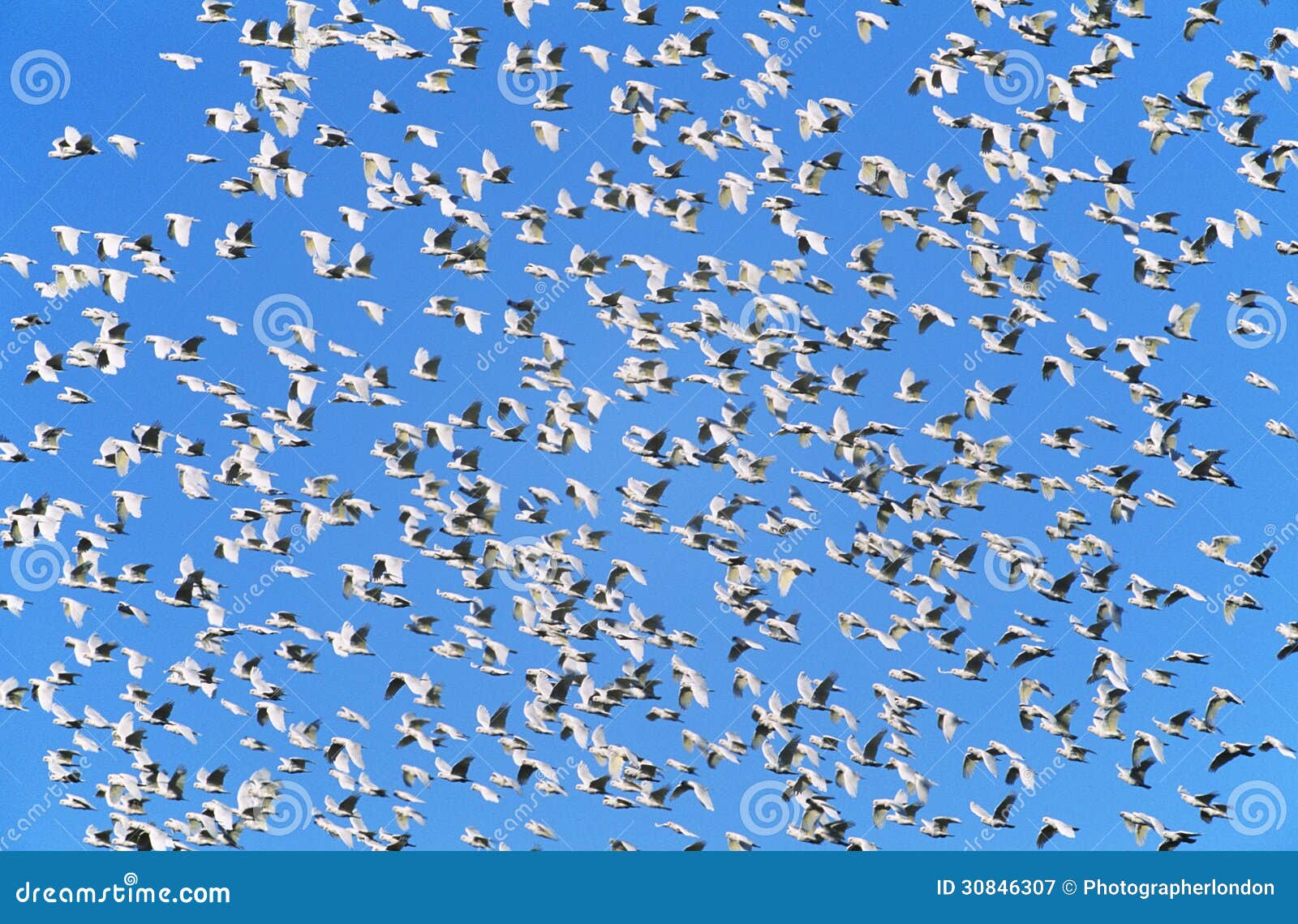 flock of migrating birds