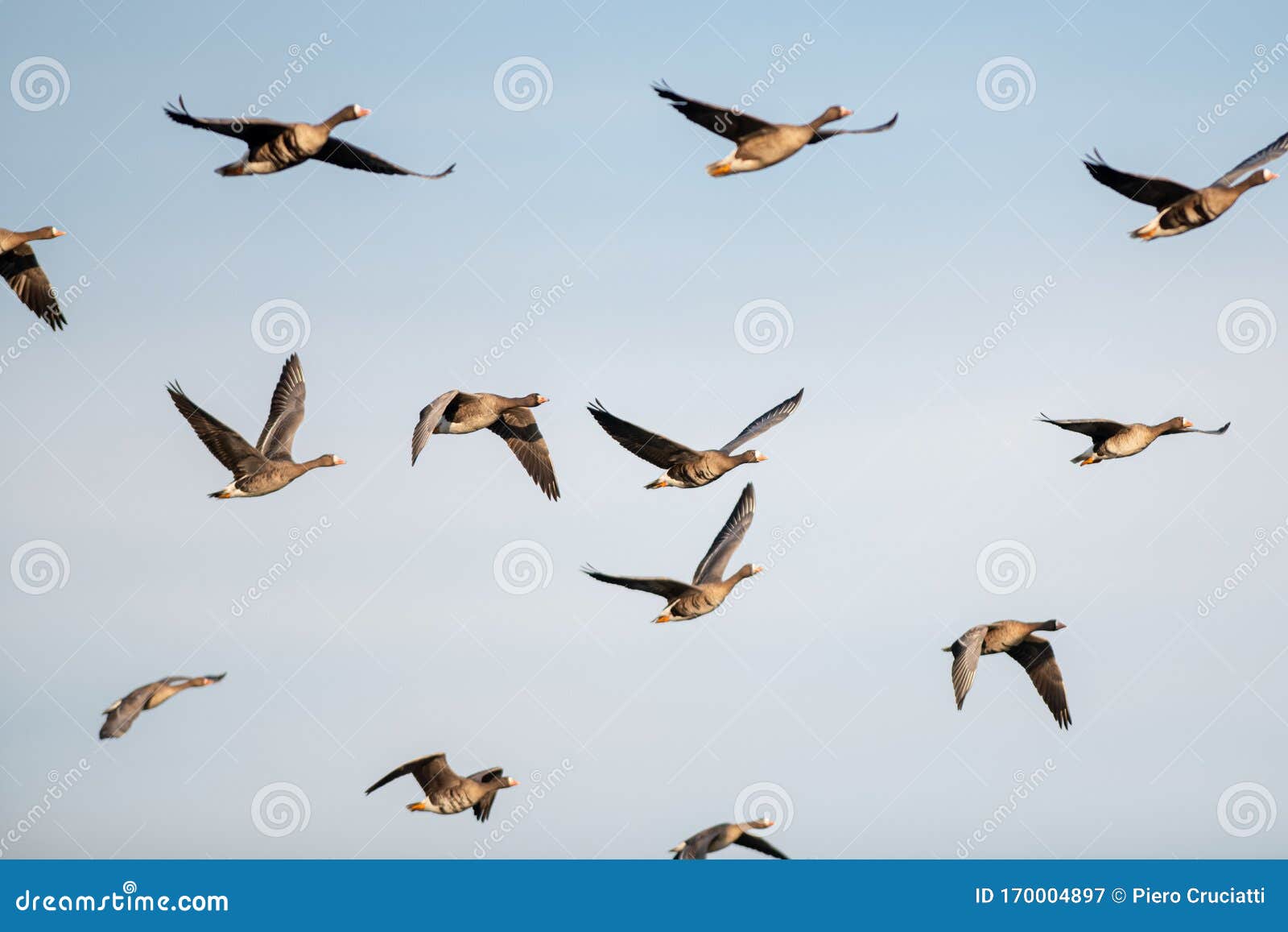 a flock of migrating geese flying in formation.