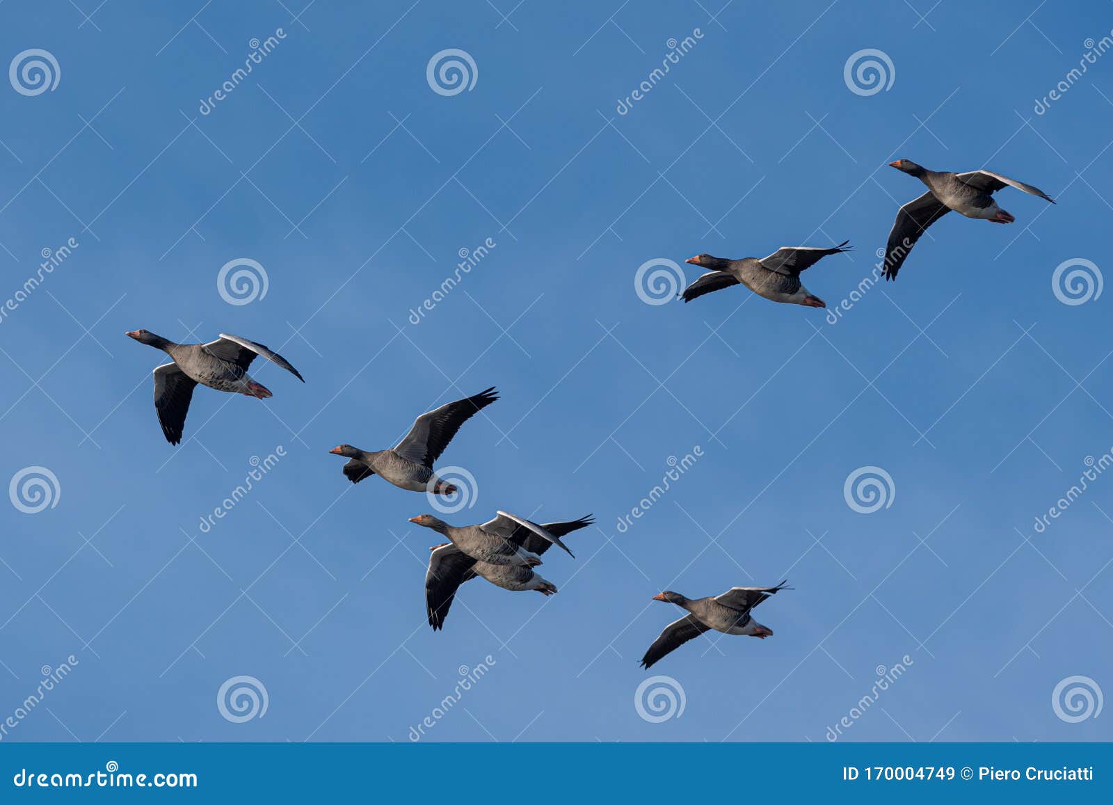 A Flock of Migrating Greylag Geese Flying in Formation. Stock Image