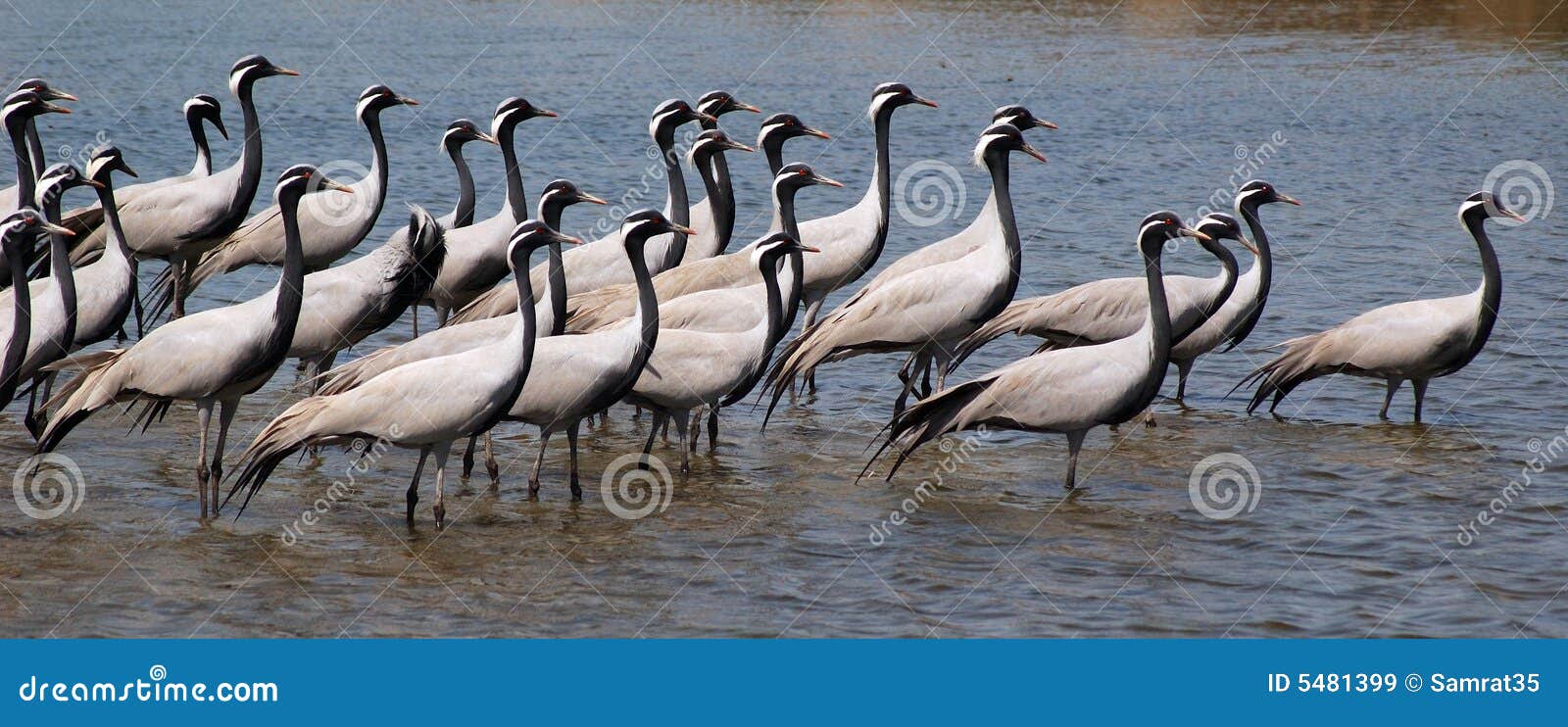 flock of migratory birds.