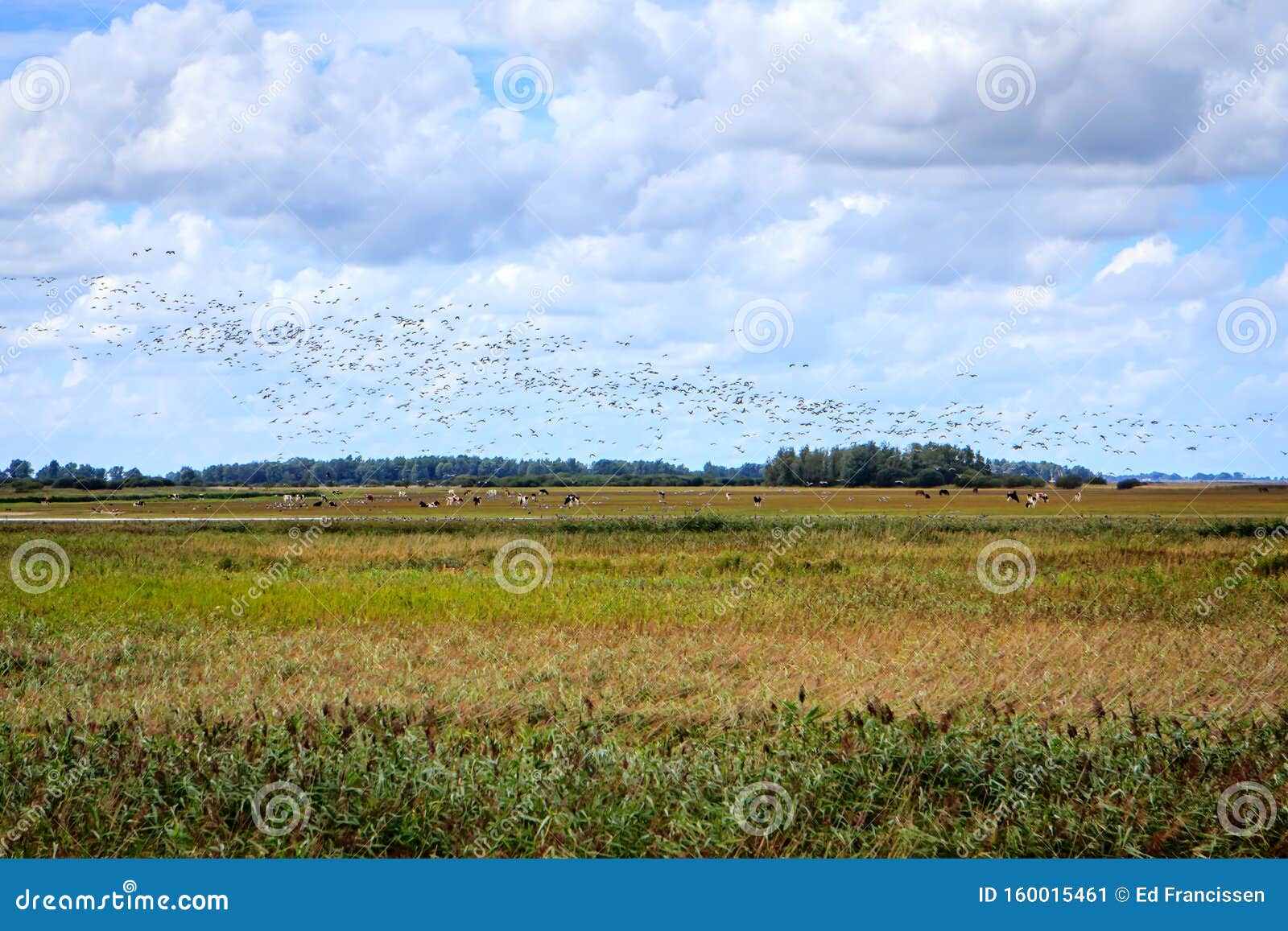 migratory birds gather above the wadden area.