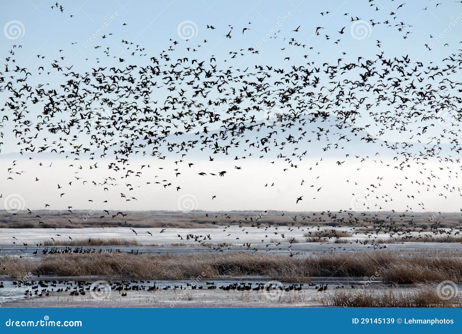 flock of migratory birds over a marsh