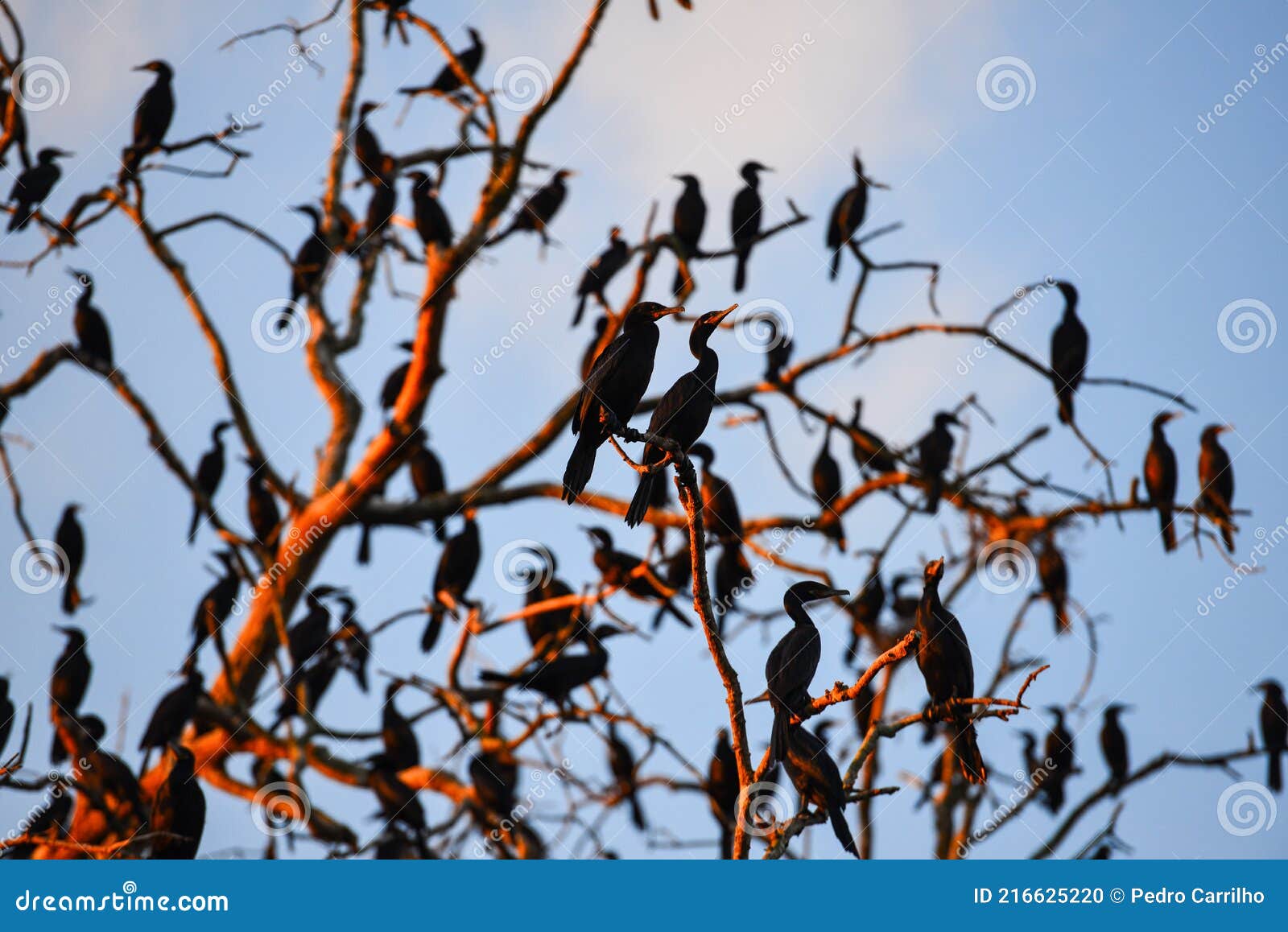 a flock of neotropic cormorants on a bare tree