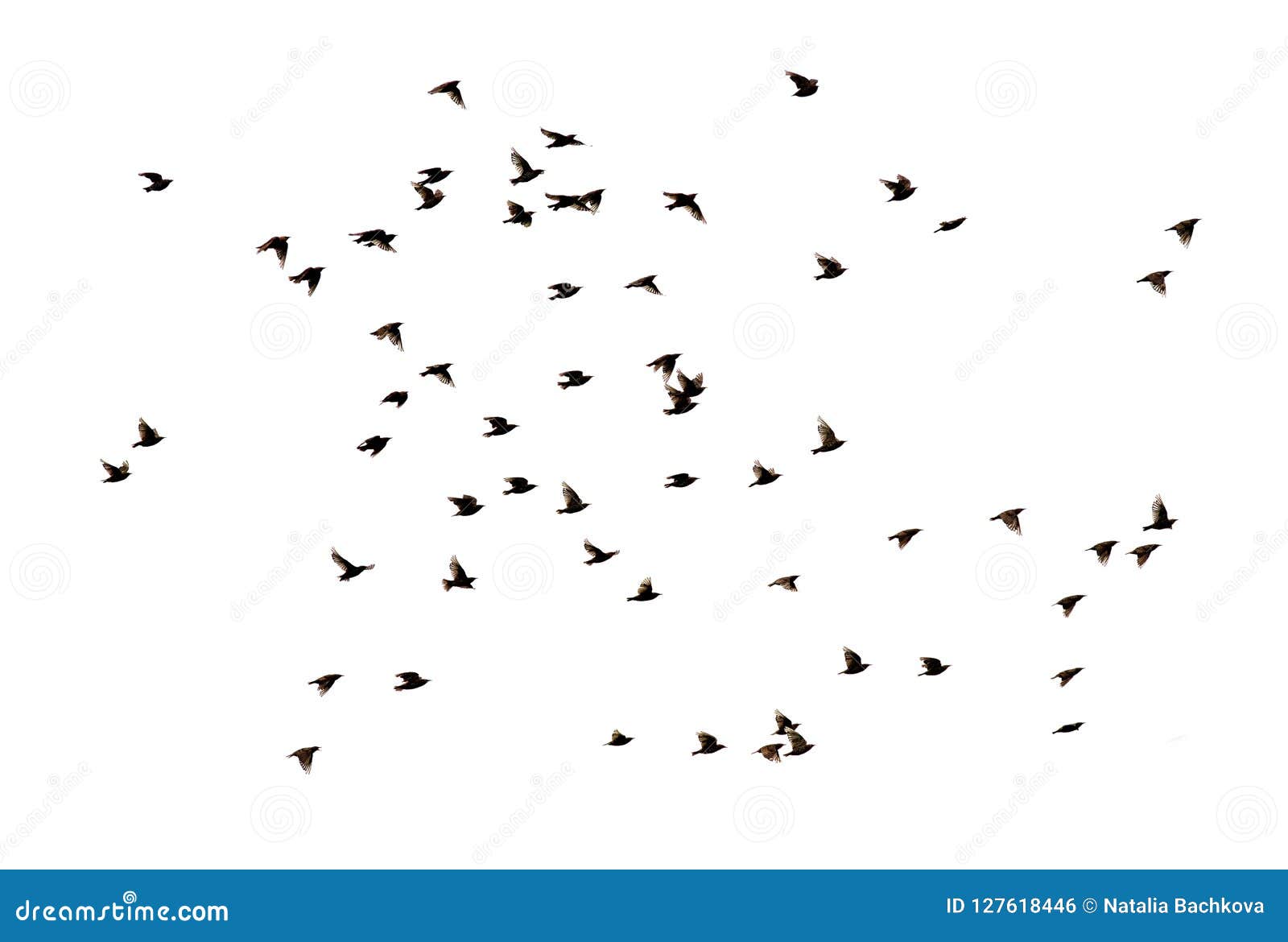 starling flocks flying starling flocks flying