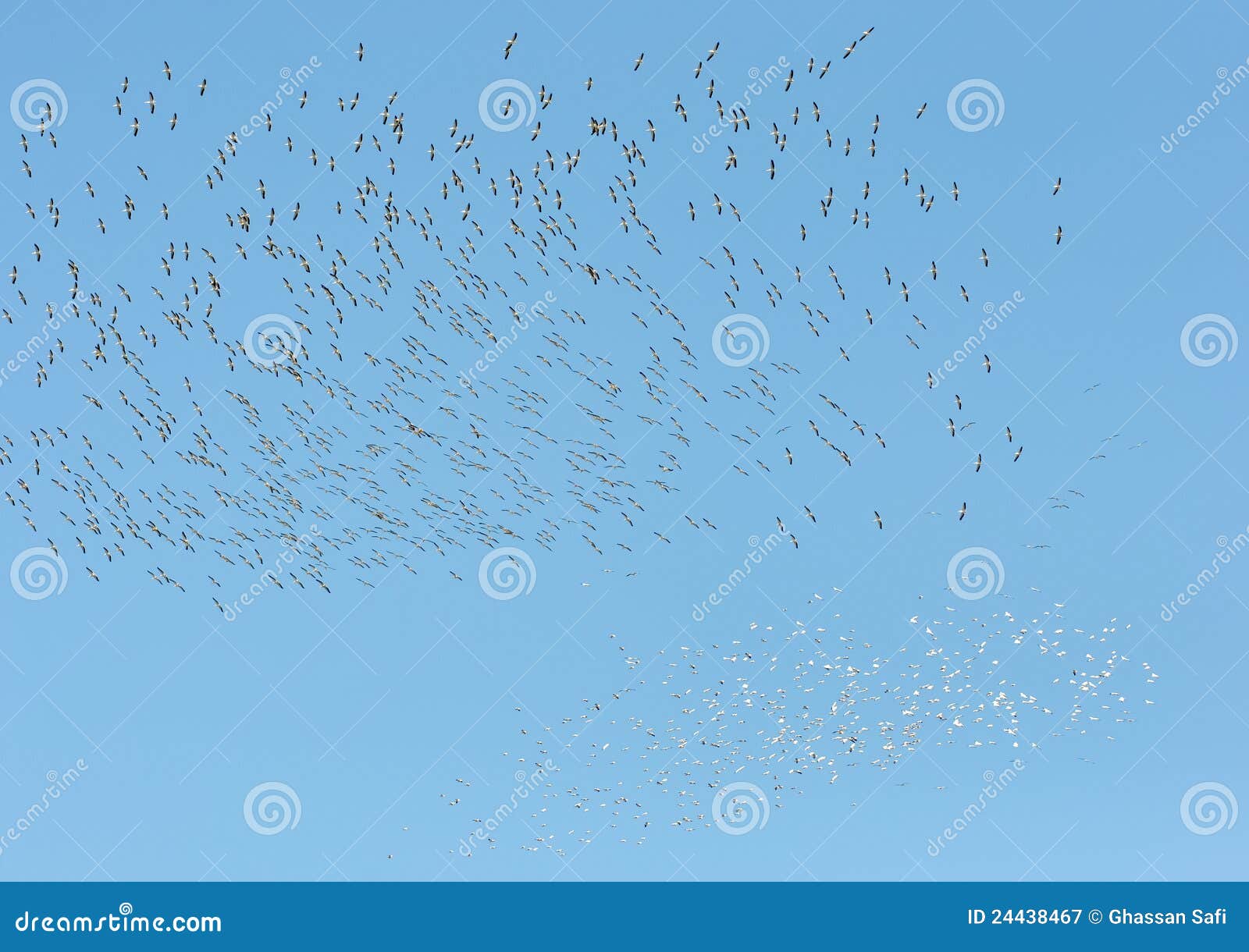 flock od migrating birds