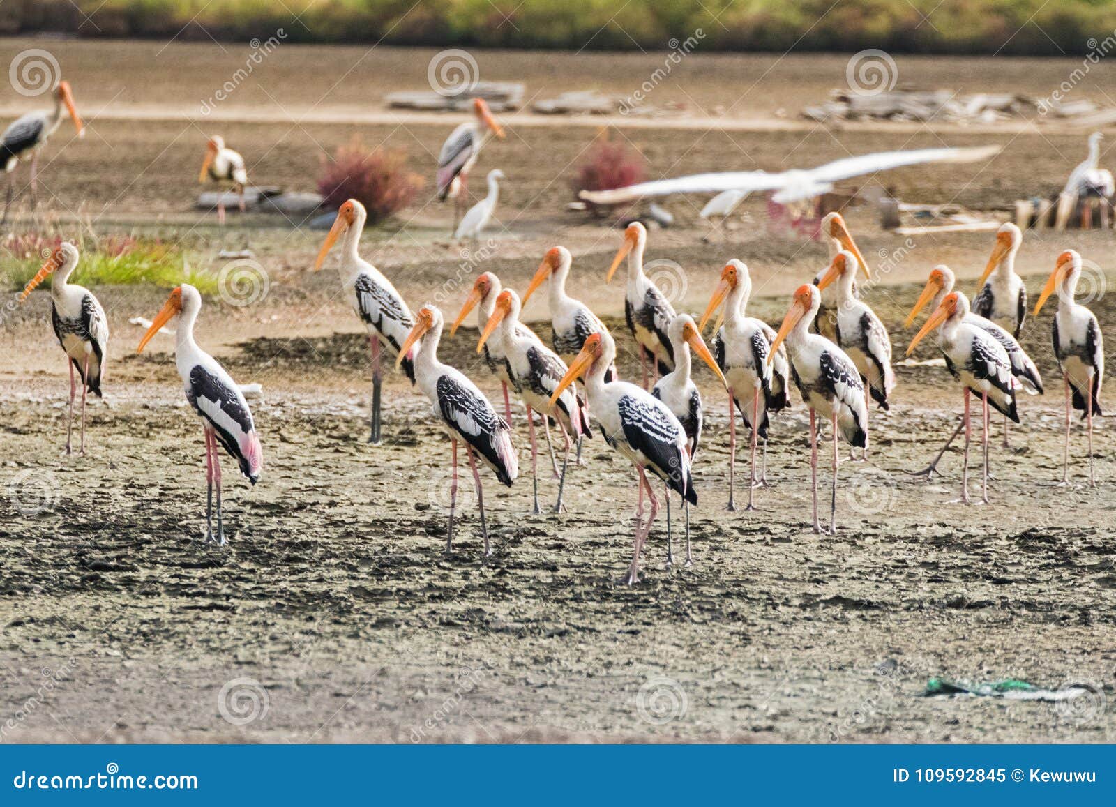 flock of painted stork large wader birds with yellow beak pink l