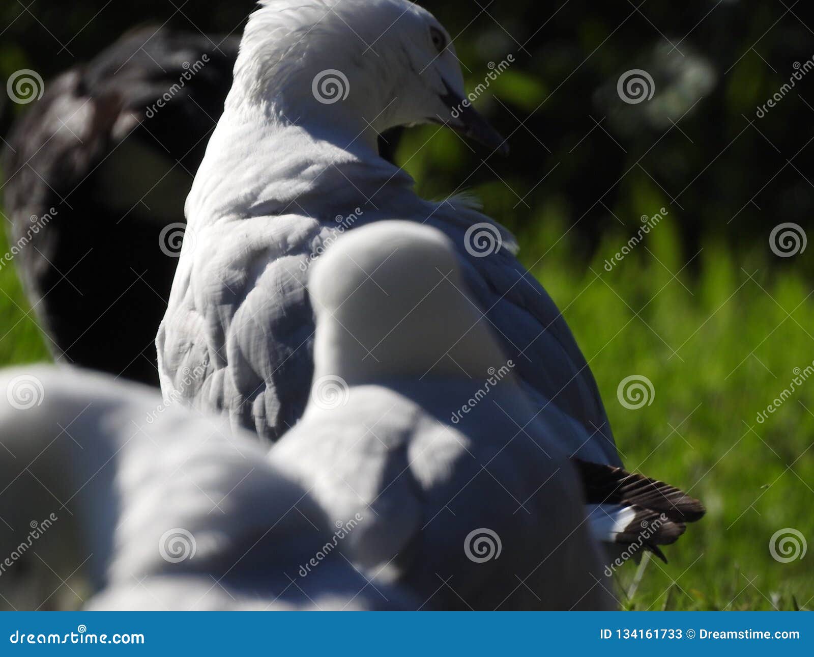 flock party flock party