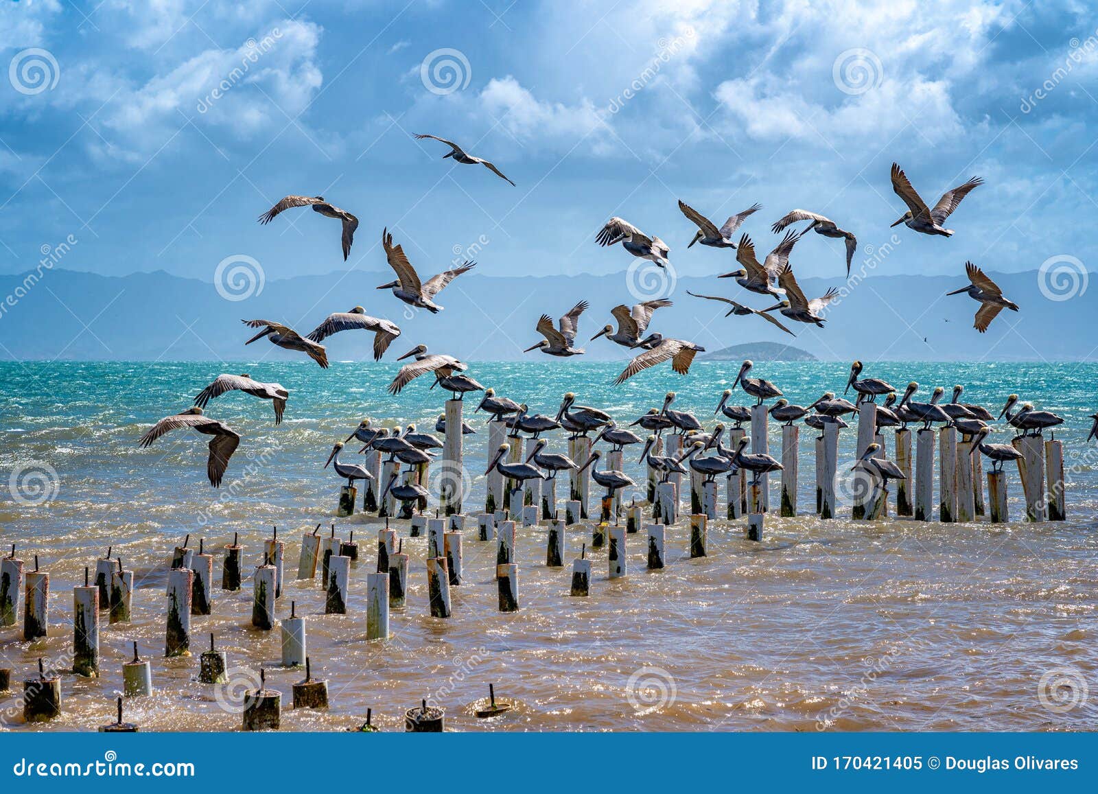 flock of pelicans at coche island in venezuela