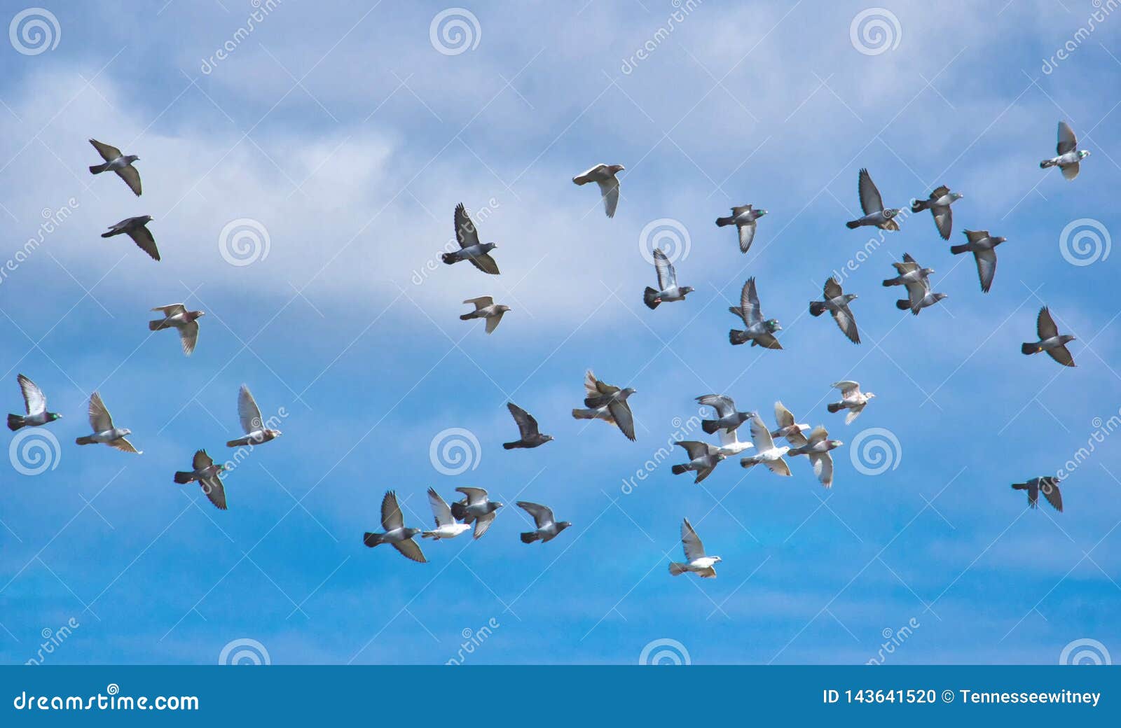 a flock of pigeons in flight against a blue sky