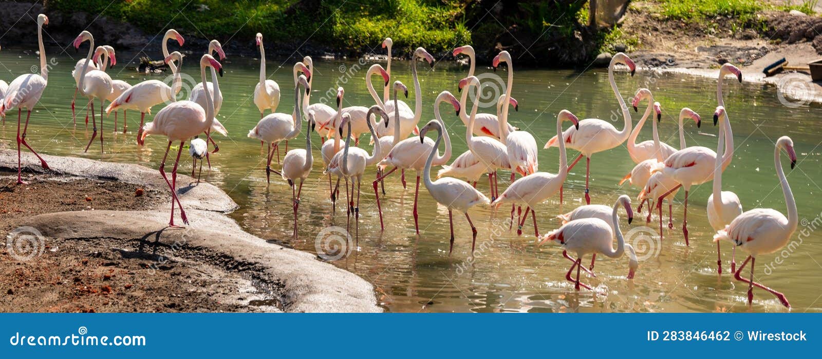 flock of pink flamboyance of flamingos in disney's animal kingdom park in florida