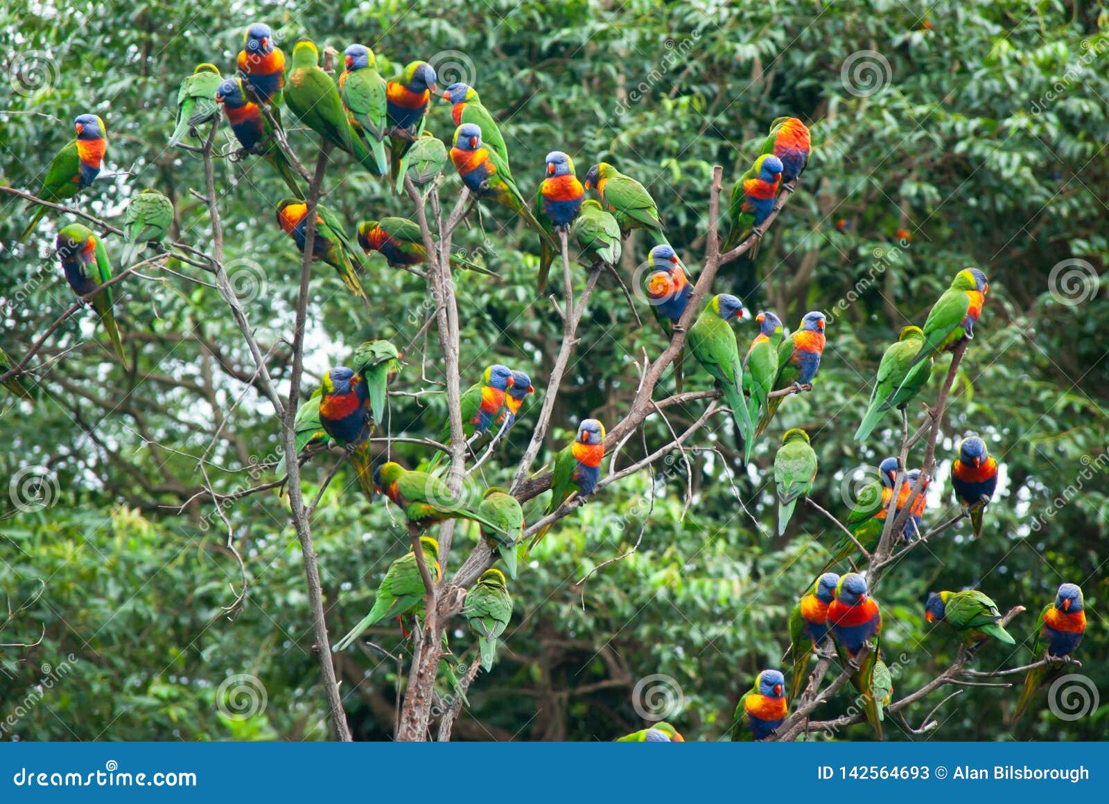 a flock of rainbow lorikeets