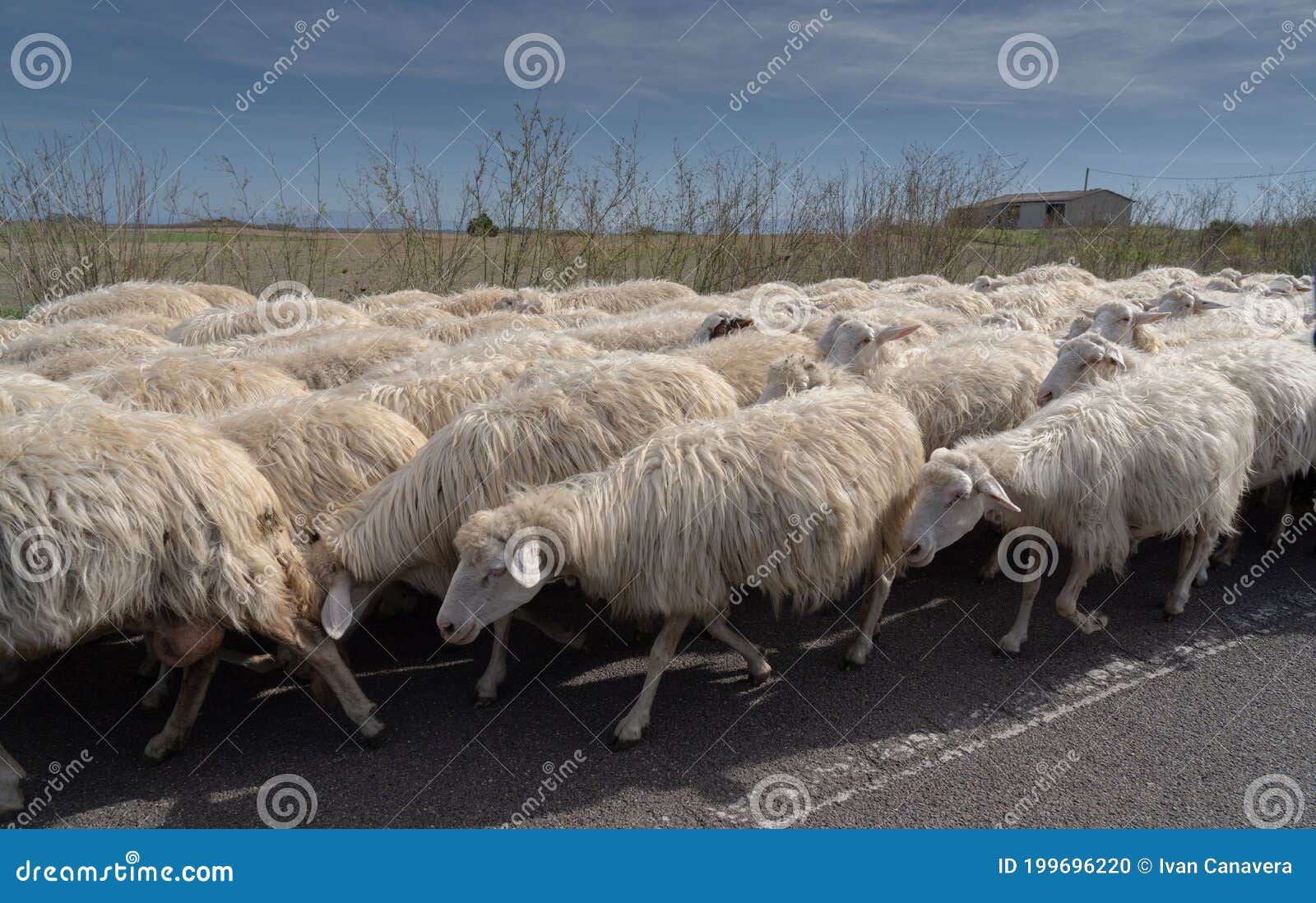 flock of sardinian sheep returning to the fold