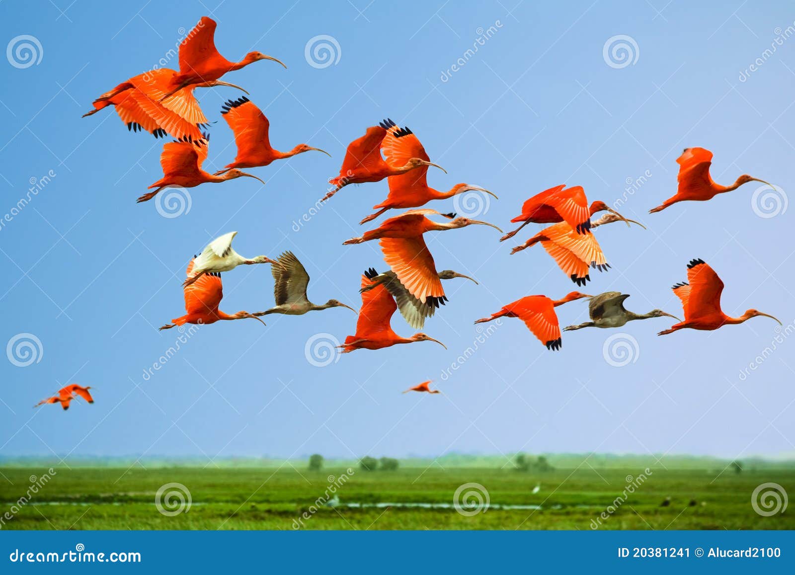 flock of scarlet and white ibises in flight above green meadow with blue sky background (flying birds)