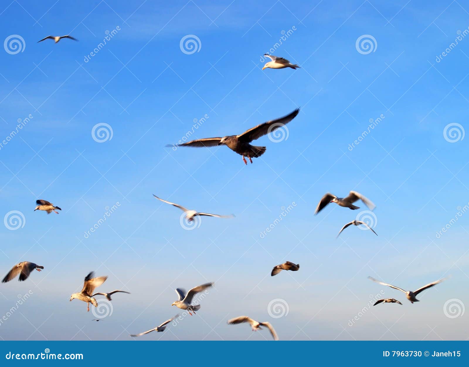 flocks of seagull flocks of seagull