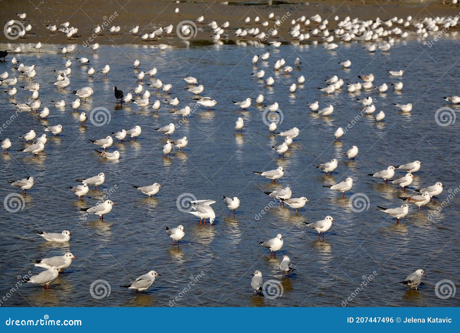 flock of seagulls