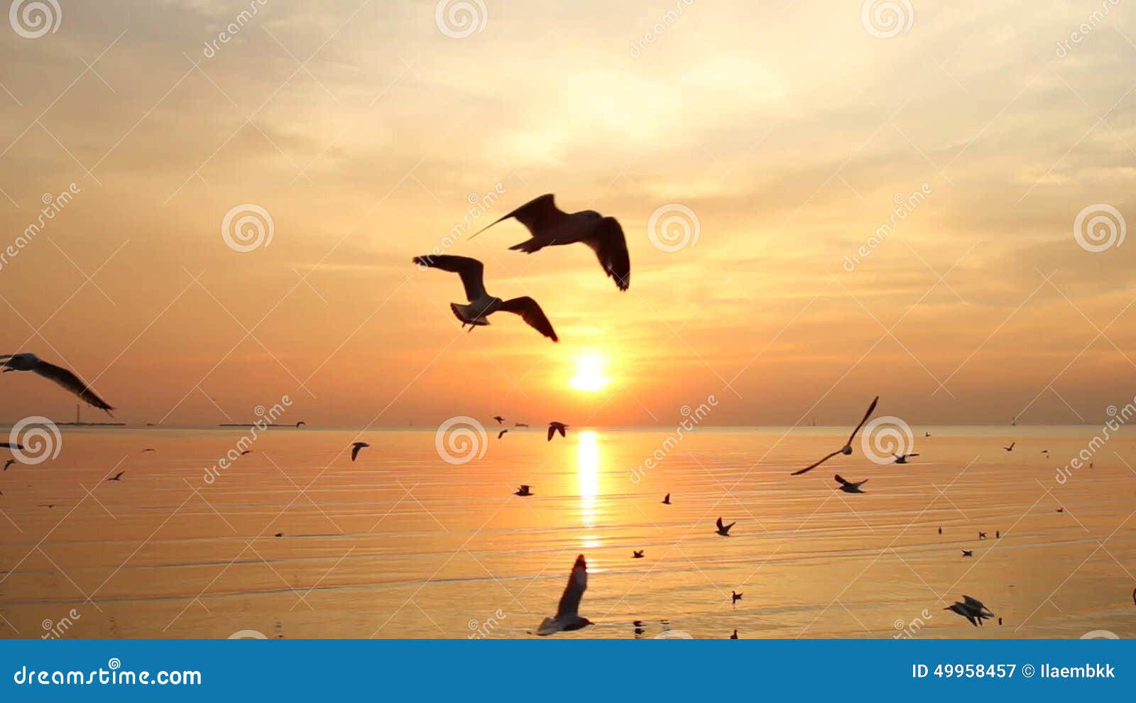 Flock of Seagulls Fly Over Sea in Sunset Stock Video Video of wind