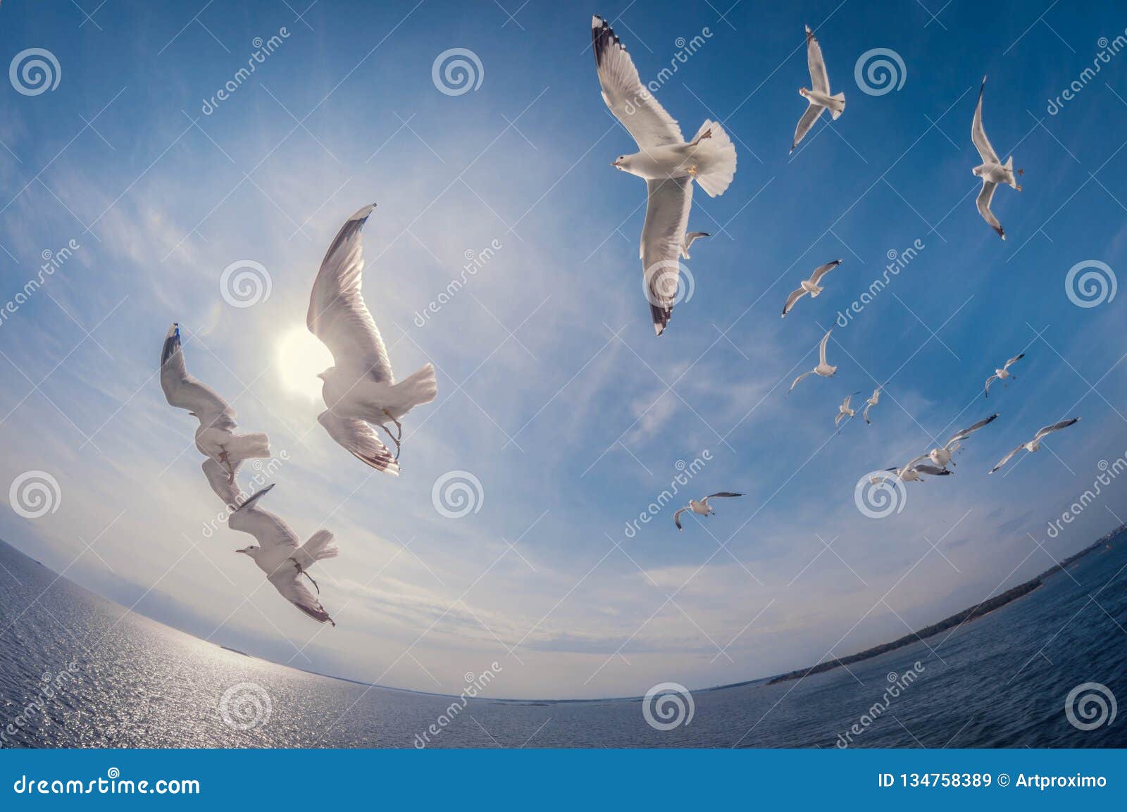 Download Flock Of Seagulls Flying Over The Sea With A Background Of Blue Sky, Fisheye Distortion Stock ...