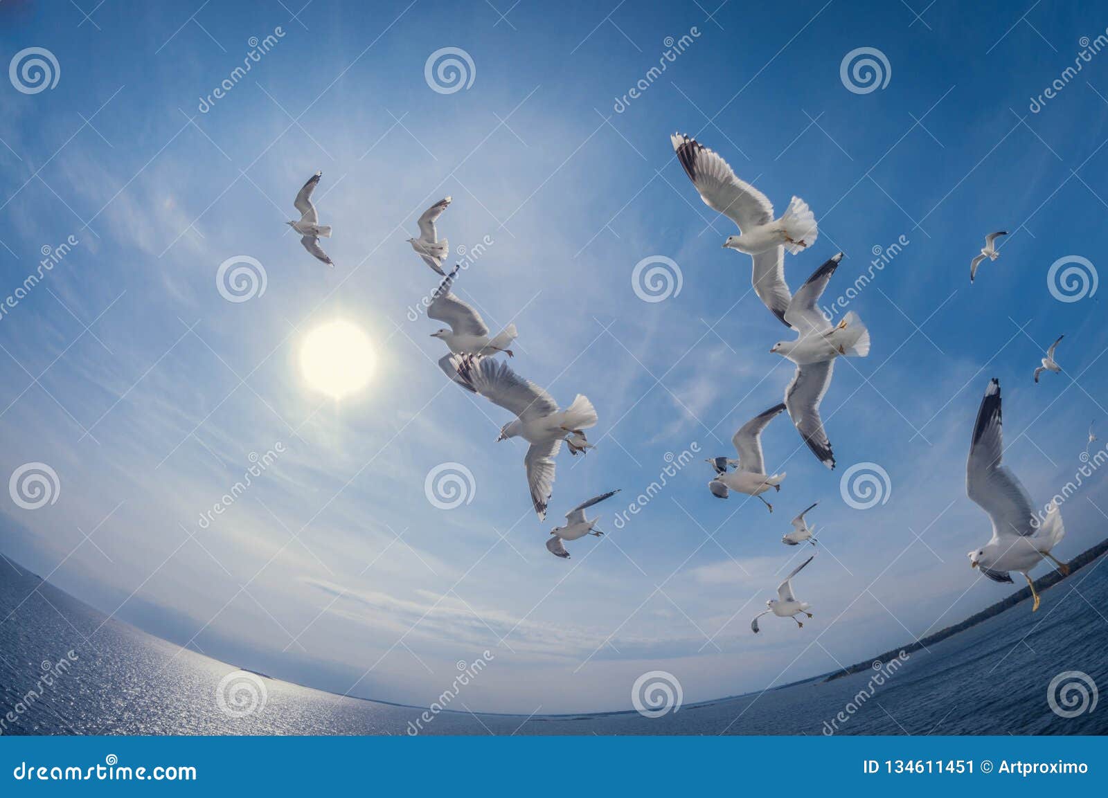 Download Flock Of Seagulls Flying Over The Sea With A Background Of Blue Sky, Fisheye Distortion Stock ...