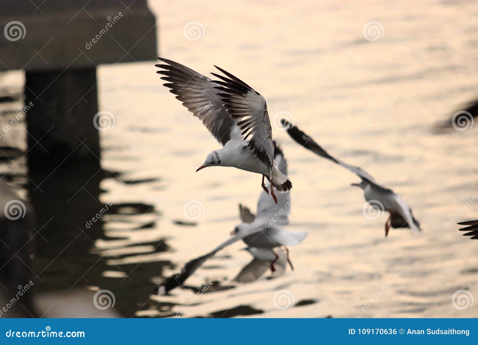 flock of seagulls flying in the sky over sea during sunset science name is charadriiformes laridae . selective focus and shallo