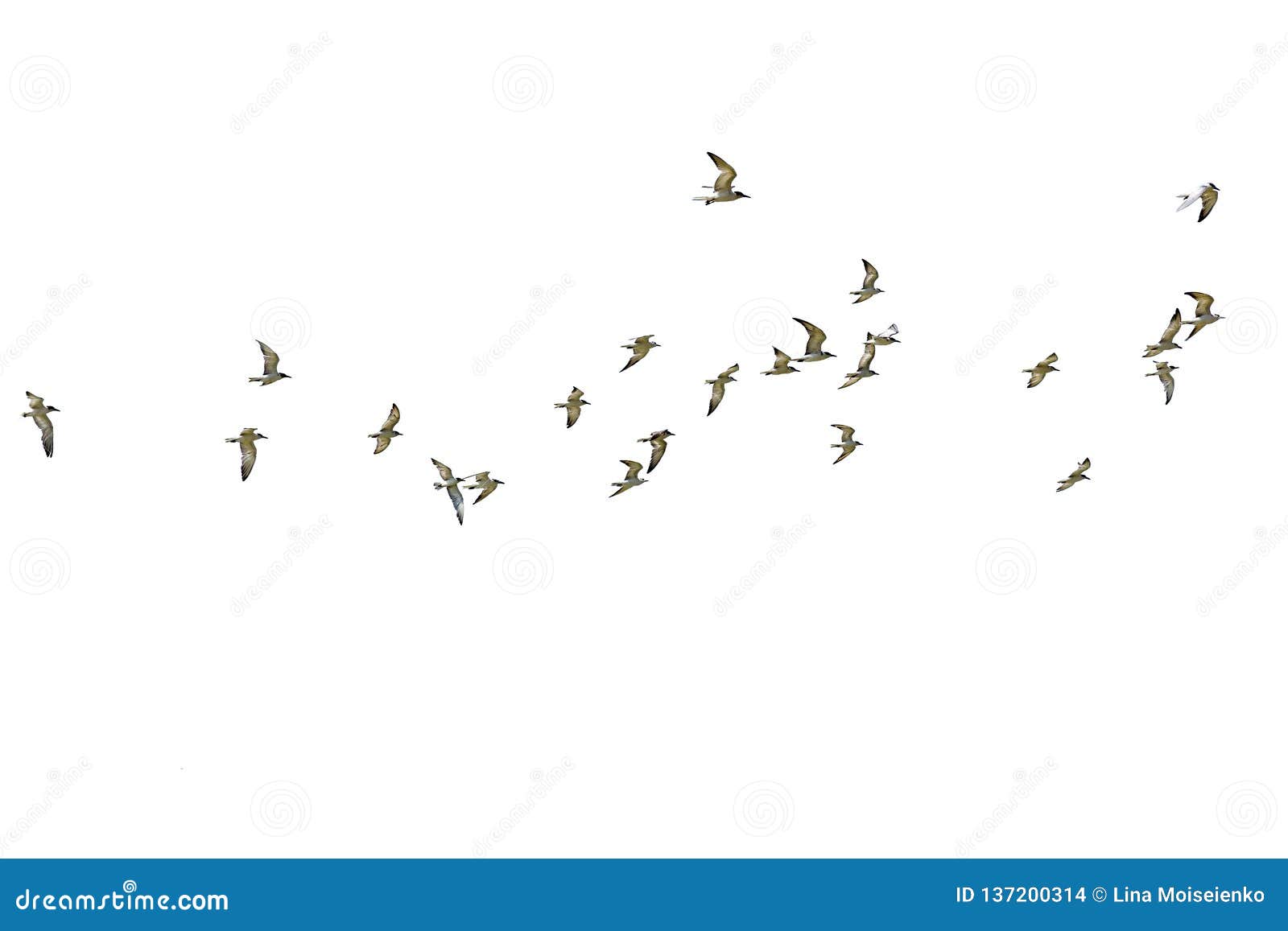 flock of seagulls  on white background