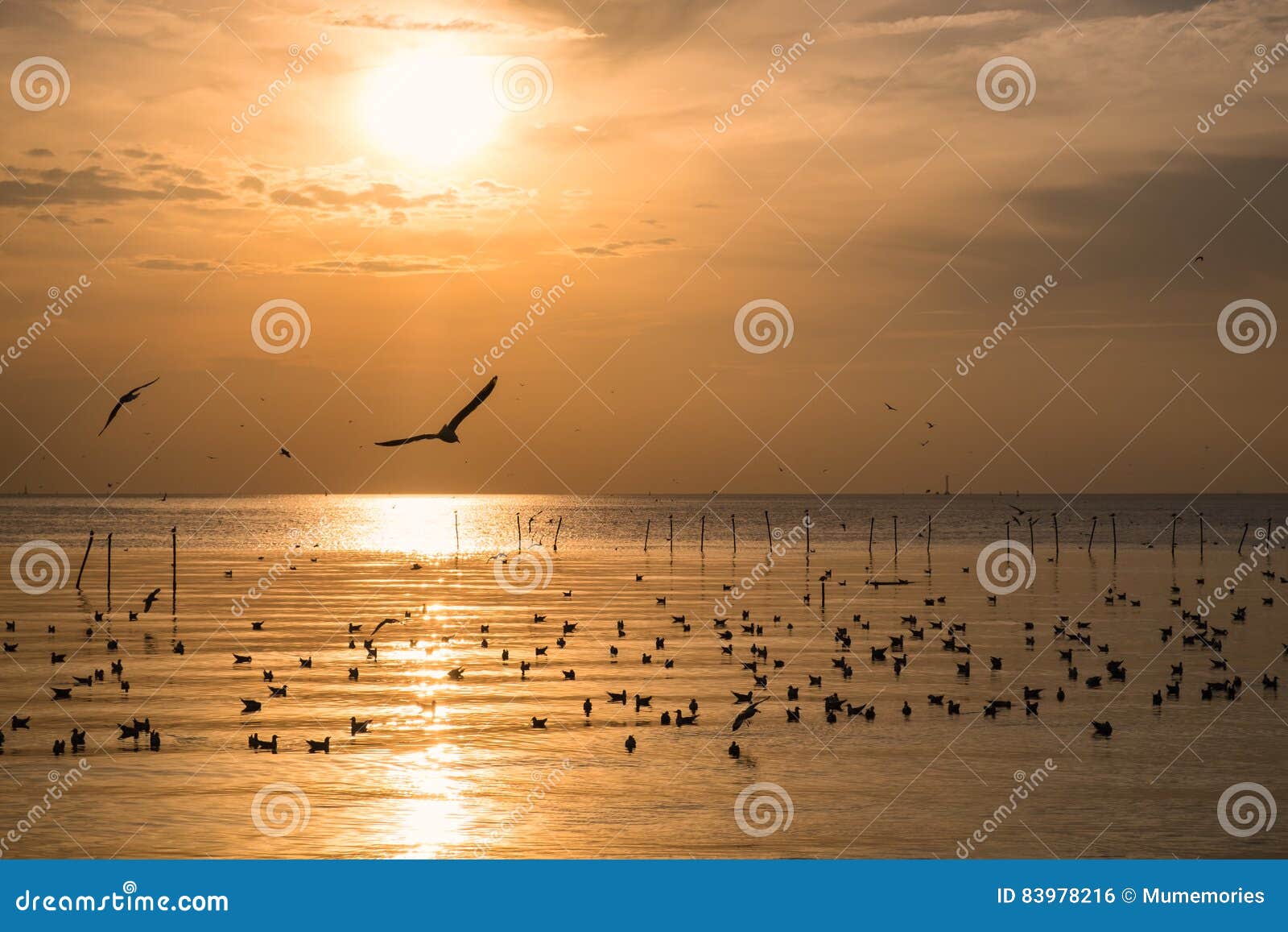 flock of seagulls migrate on sea gulf of thailand