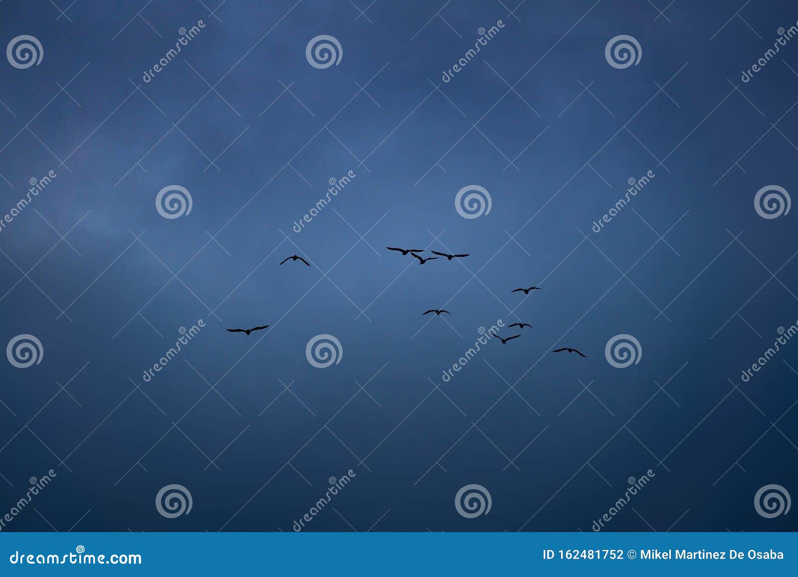 Flock of seagulls stock photo. Image of seagulls, night 162481752