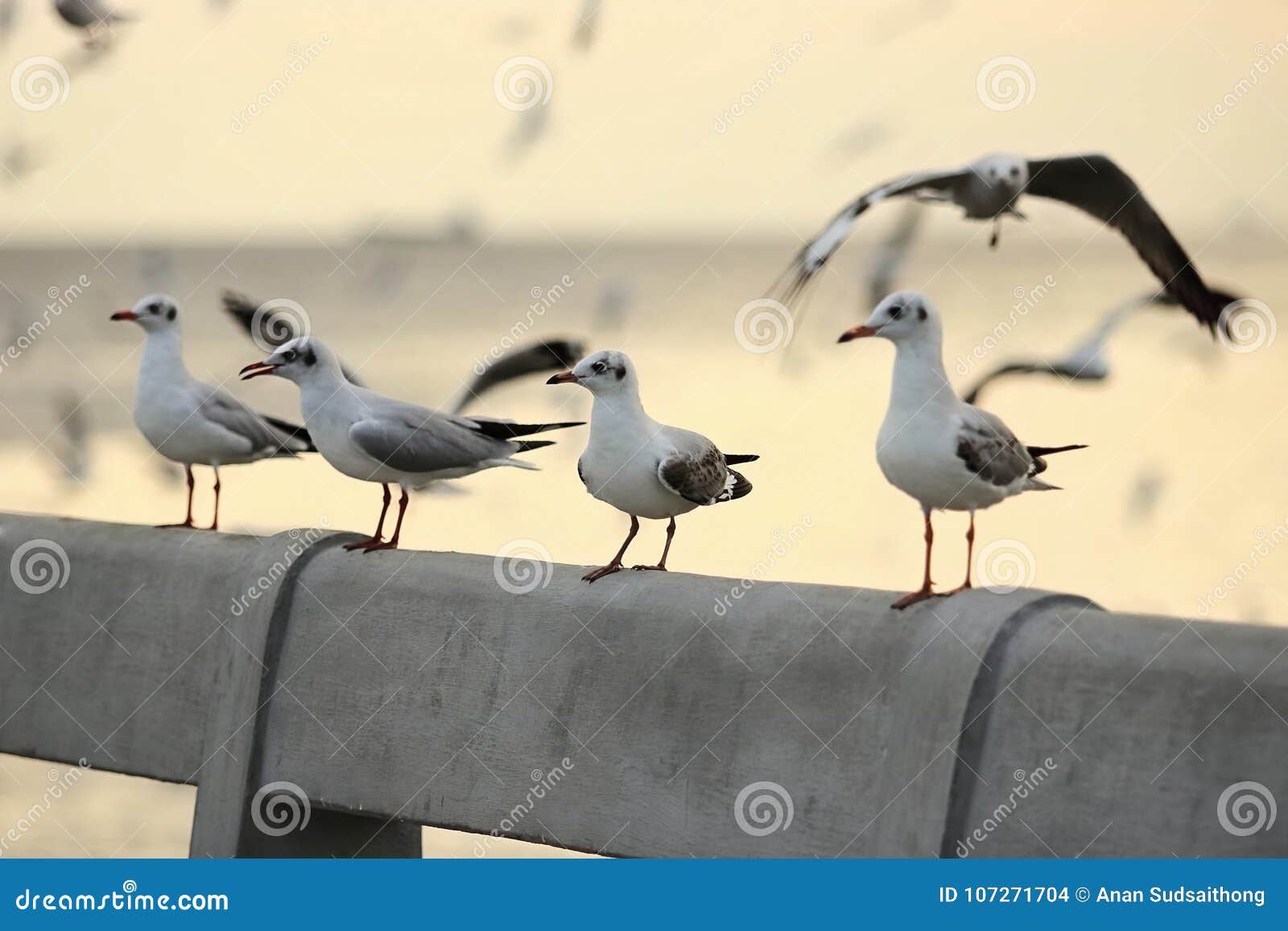 flock of seagulls standing on stone fence during sunset science name is charadriiformes laridae . selective focus and shallow d