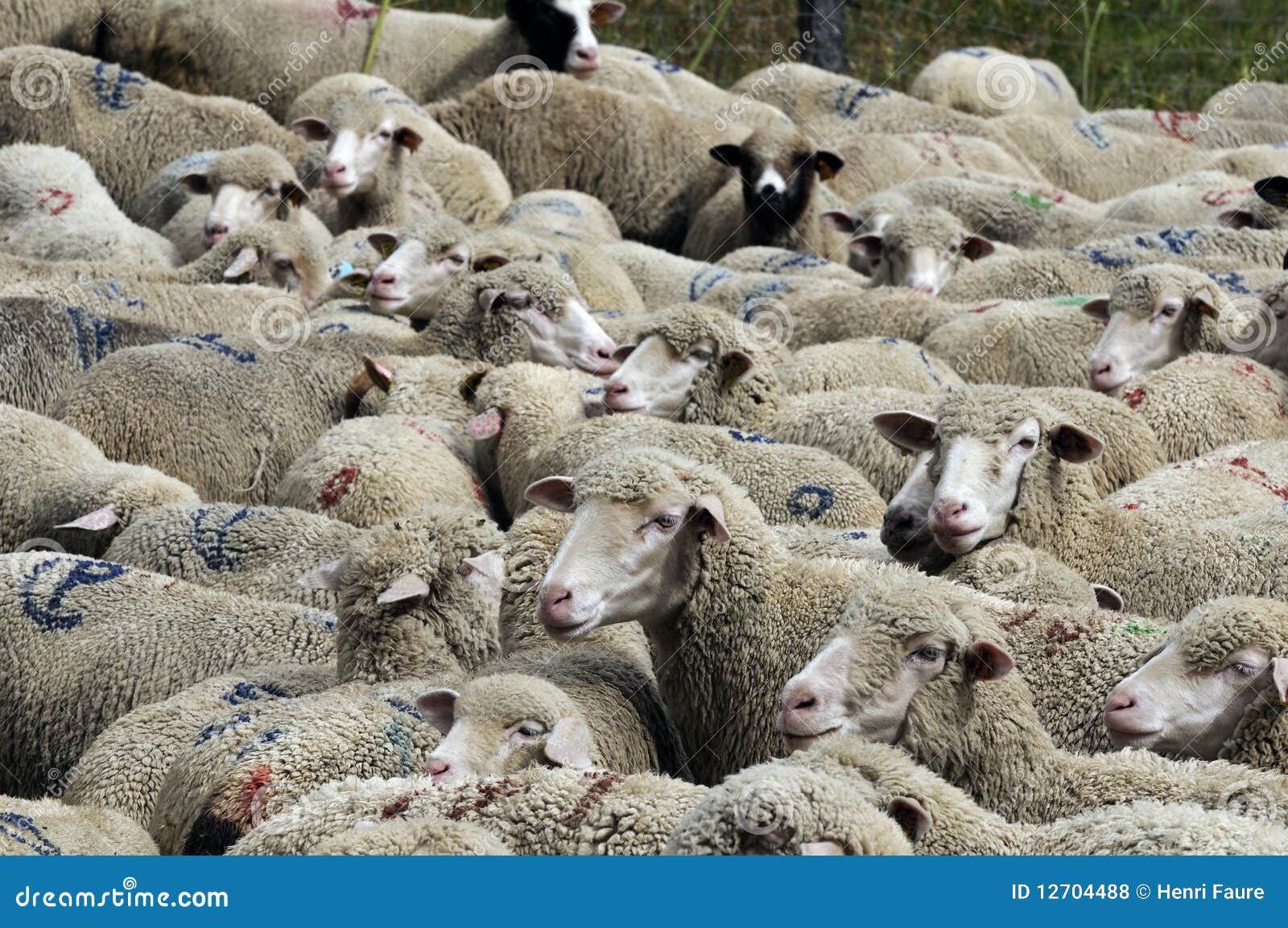 facts about flocks of sheep facts about flocks of sheep