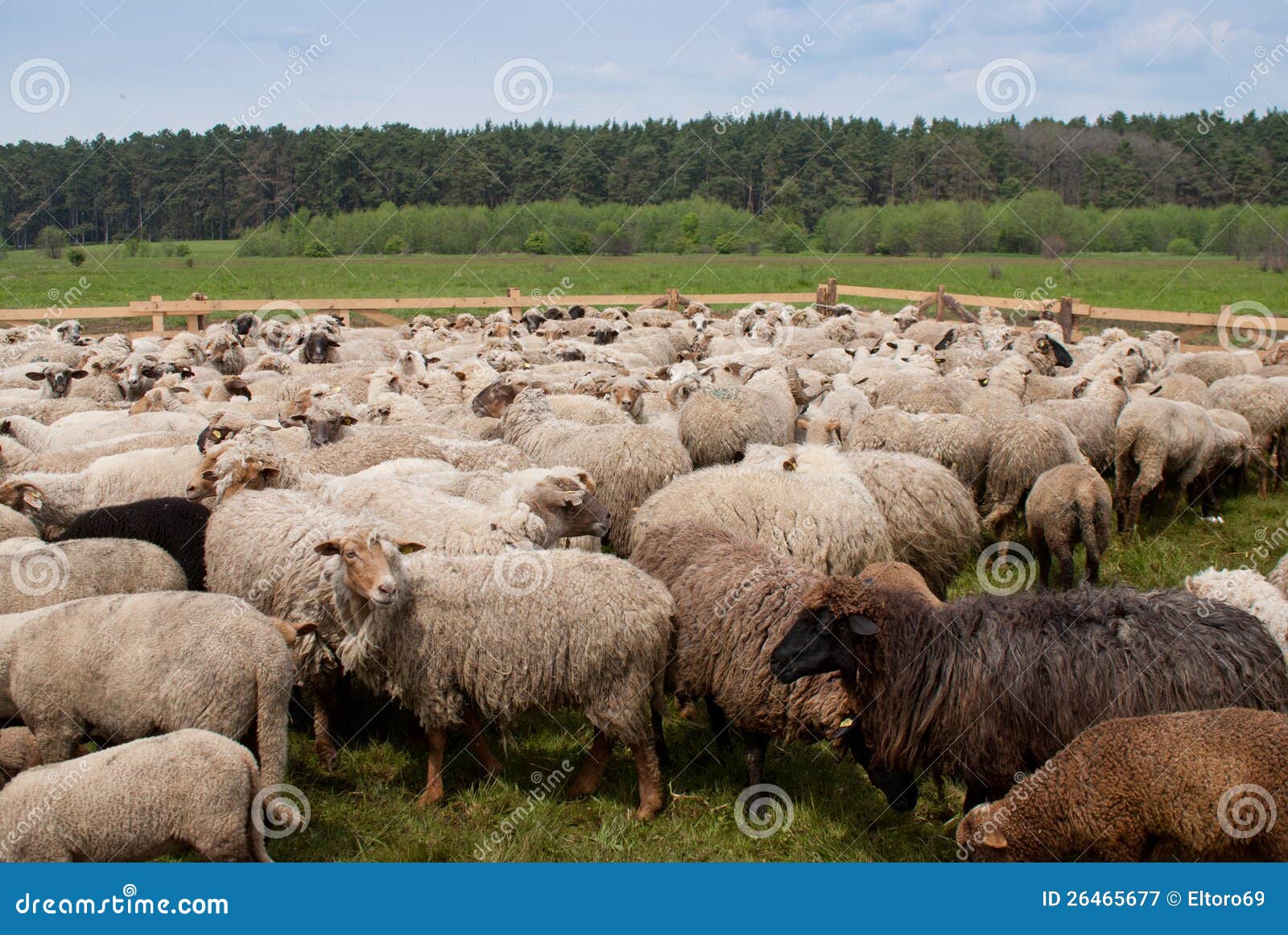 flock of sheep