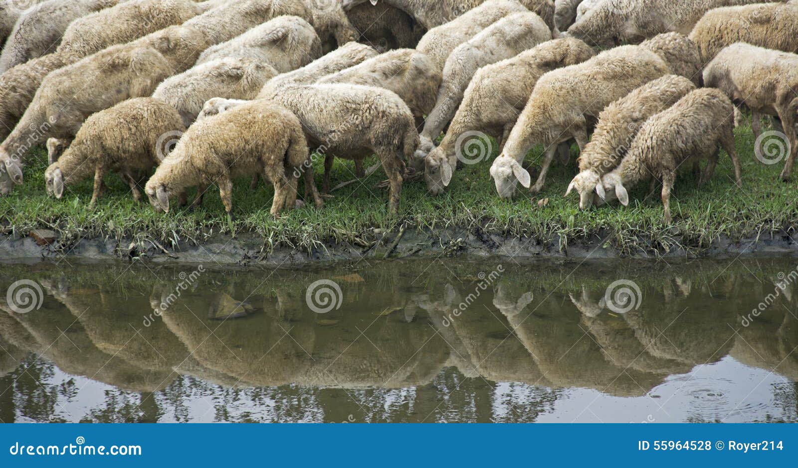 Flock of Sheep Drinking at Riverside Stock Photo Image of lamb, drink