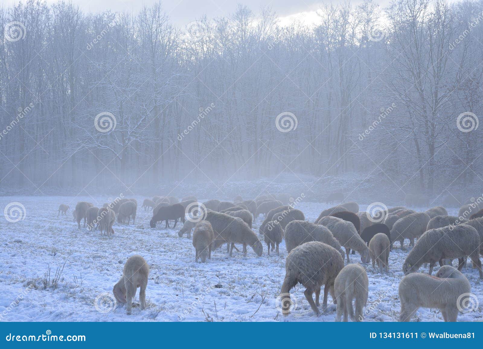 flock of sheep grazes on a snow-covered field