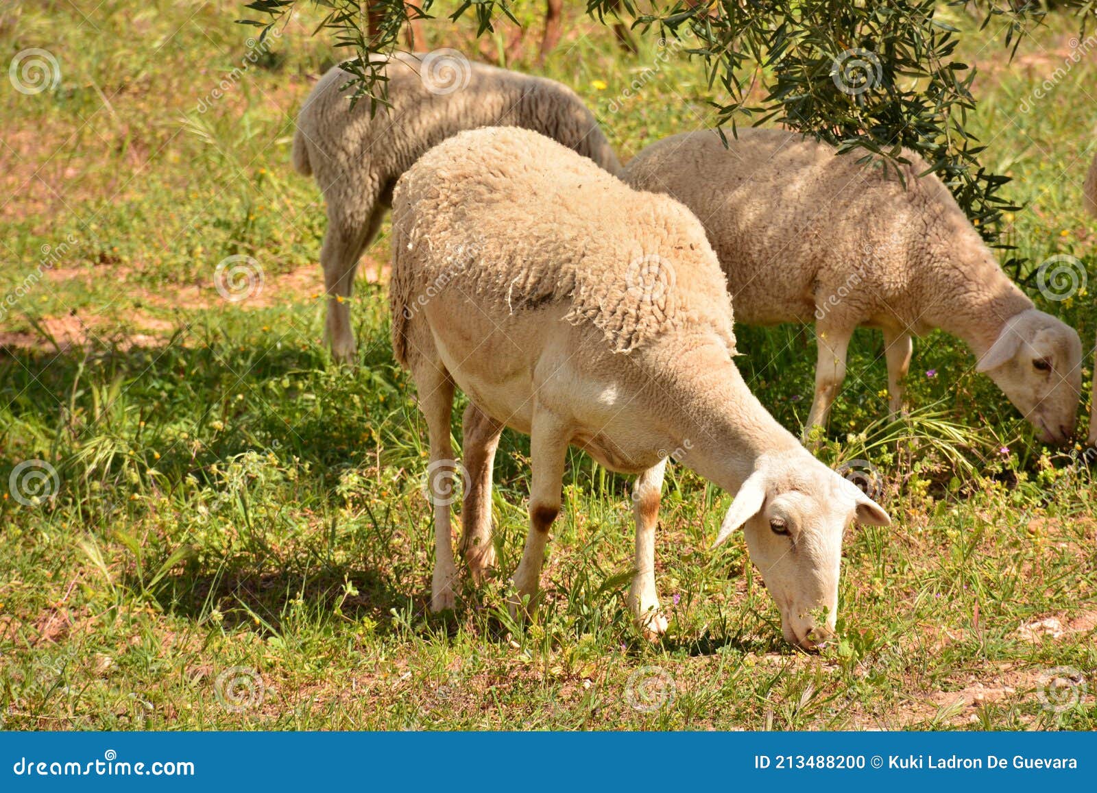 flock of sheep grazing